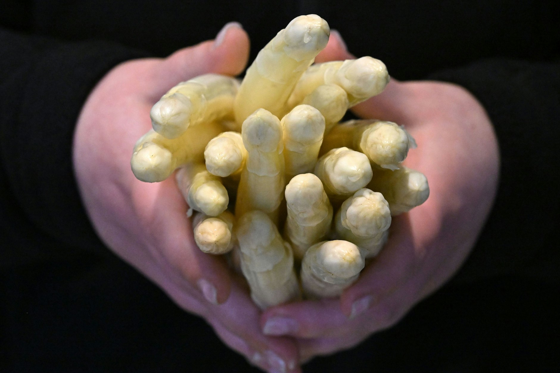 Spargel ist derzeit noch sehr teuer.