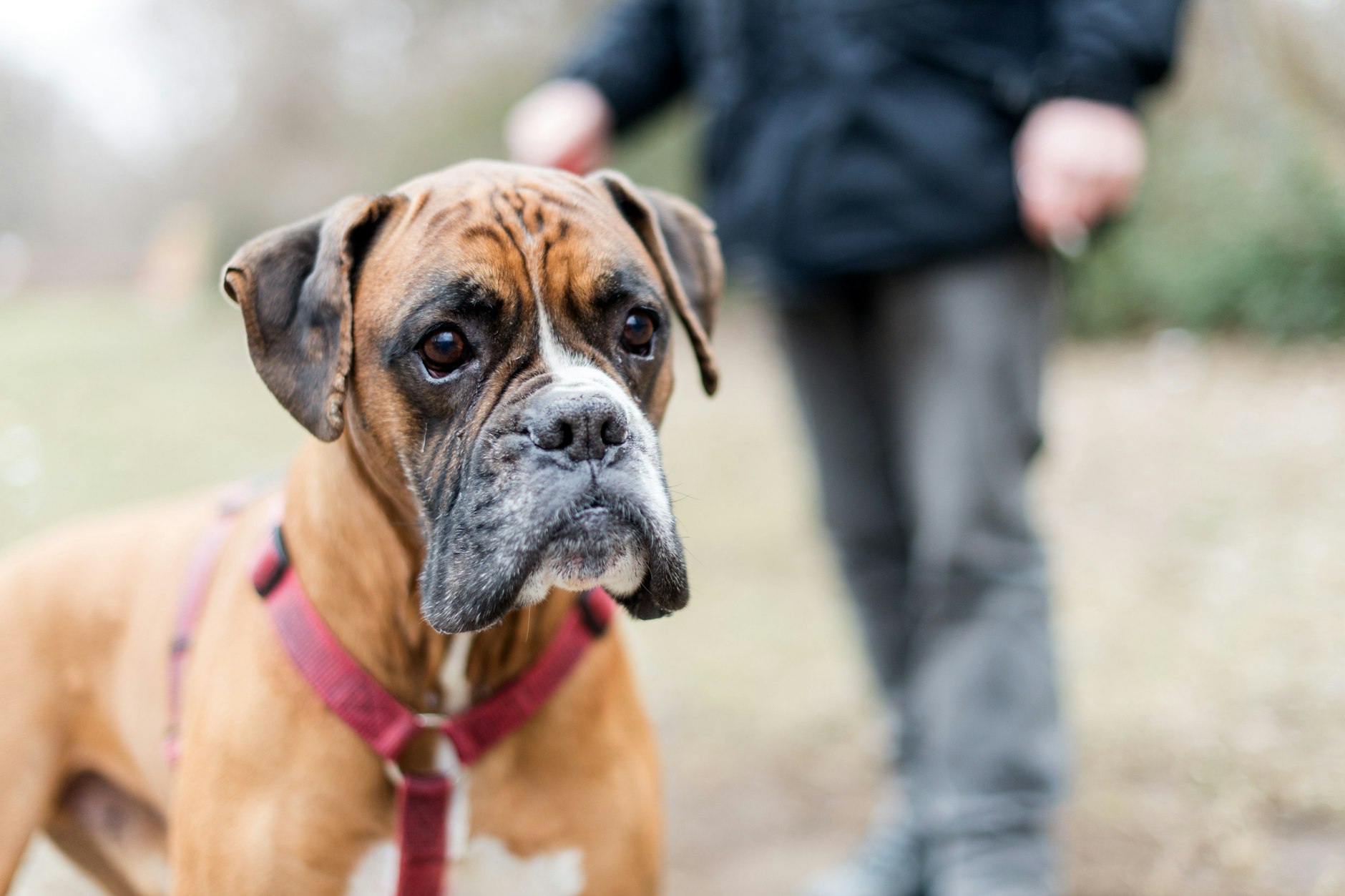 Der Boxer Sam gehört zu den mittlerweile mehr als 130.000 Hunden in Berlin.