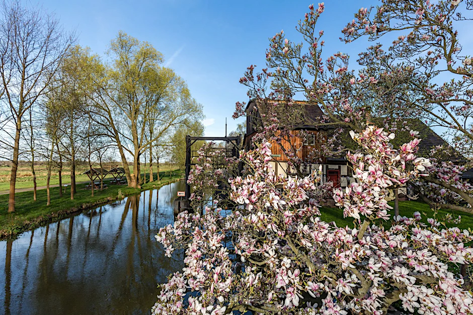Eine Magnolie blüht in der Frühlingssonne an einem Fließ im Spreewald.  