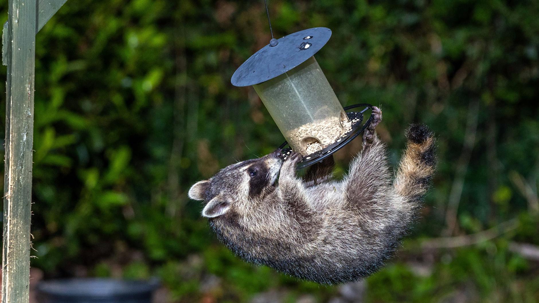 Waschbären sind sehr clever. Hier bedient sich ein Jungtier am Vogelfutter aus einem Futterhäuschen. Waschbären räumen allerdings auch Vogelnester aus.