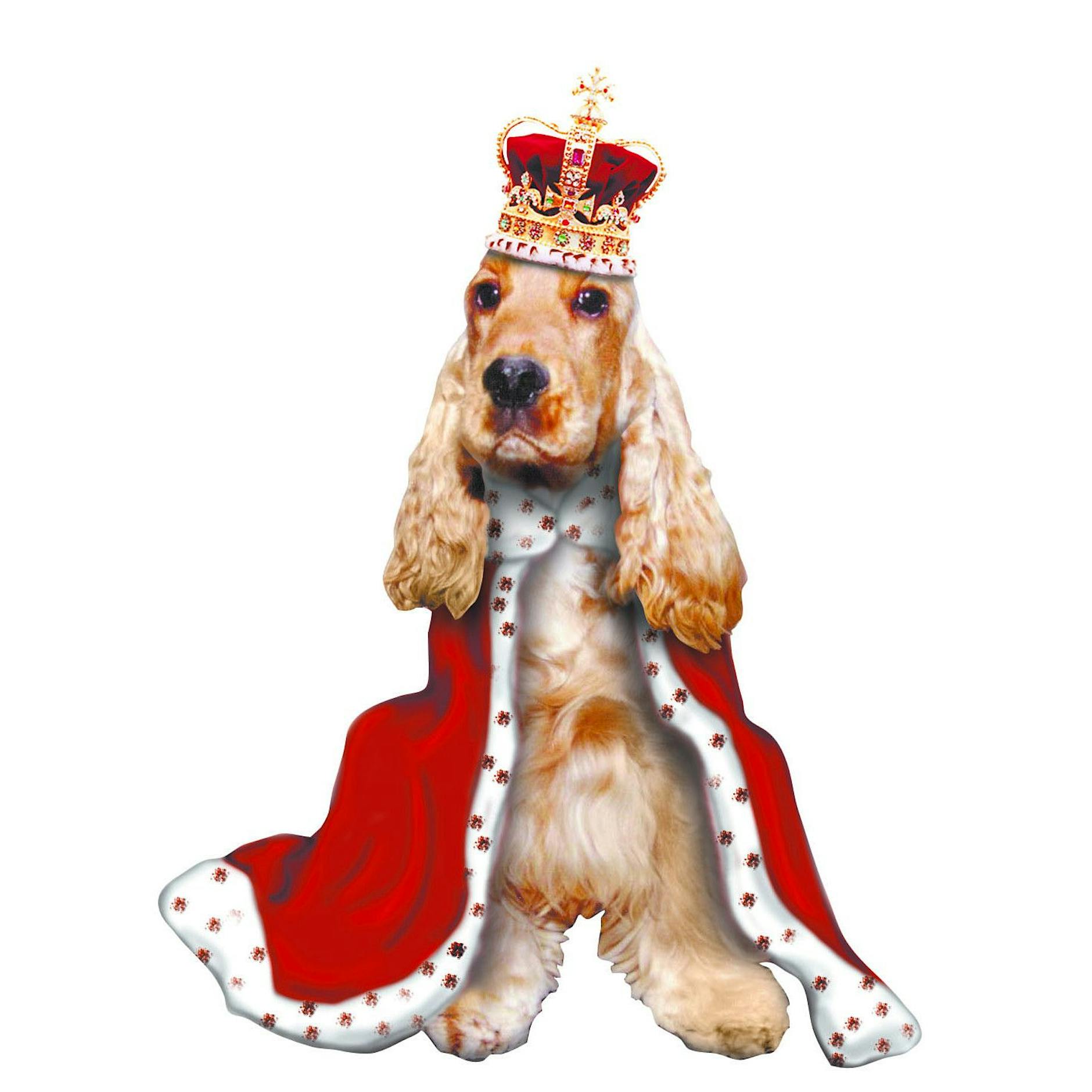 Hundeskanzler gesucht! Wählen Sie Deutschlands schönsten Hund!