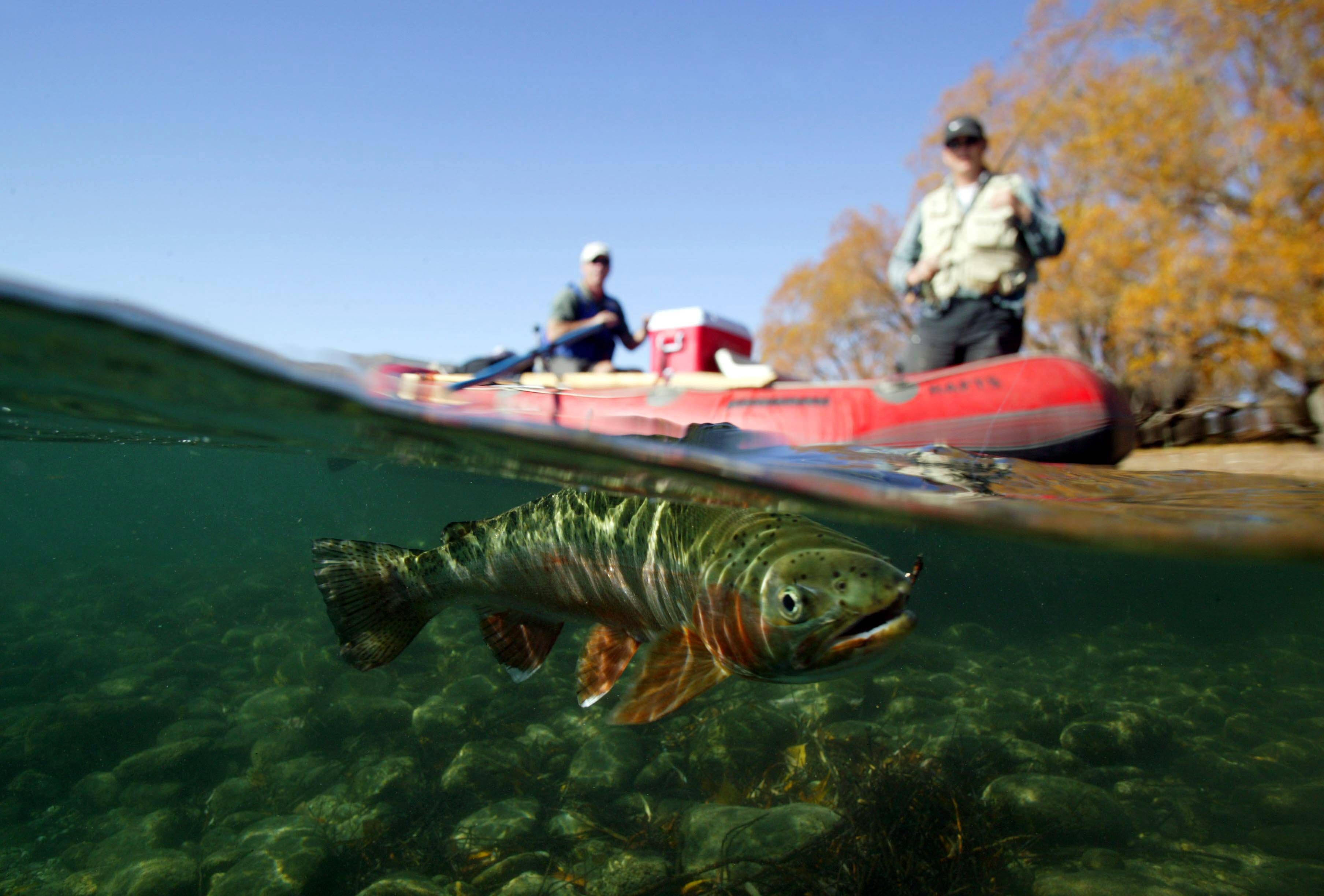 Fischadler, Kraniche, Wildgänse: Beim Angeln ist die Tierwelt so nah