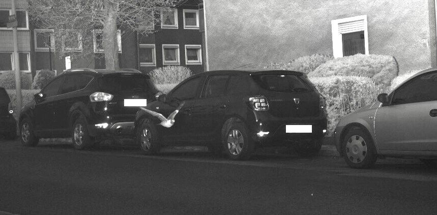 Image - Polizei „blitzt“ Taube mit Tempo 40 in einer 30er-Zone!