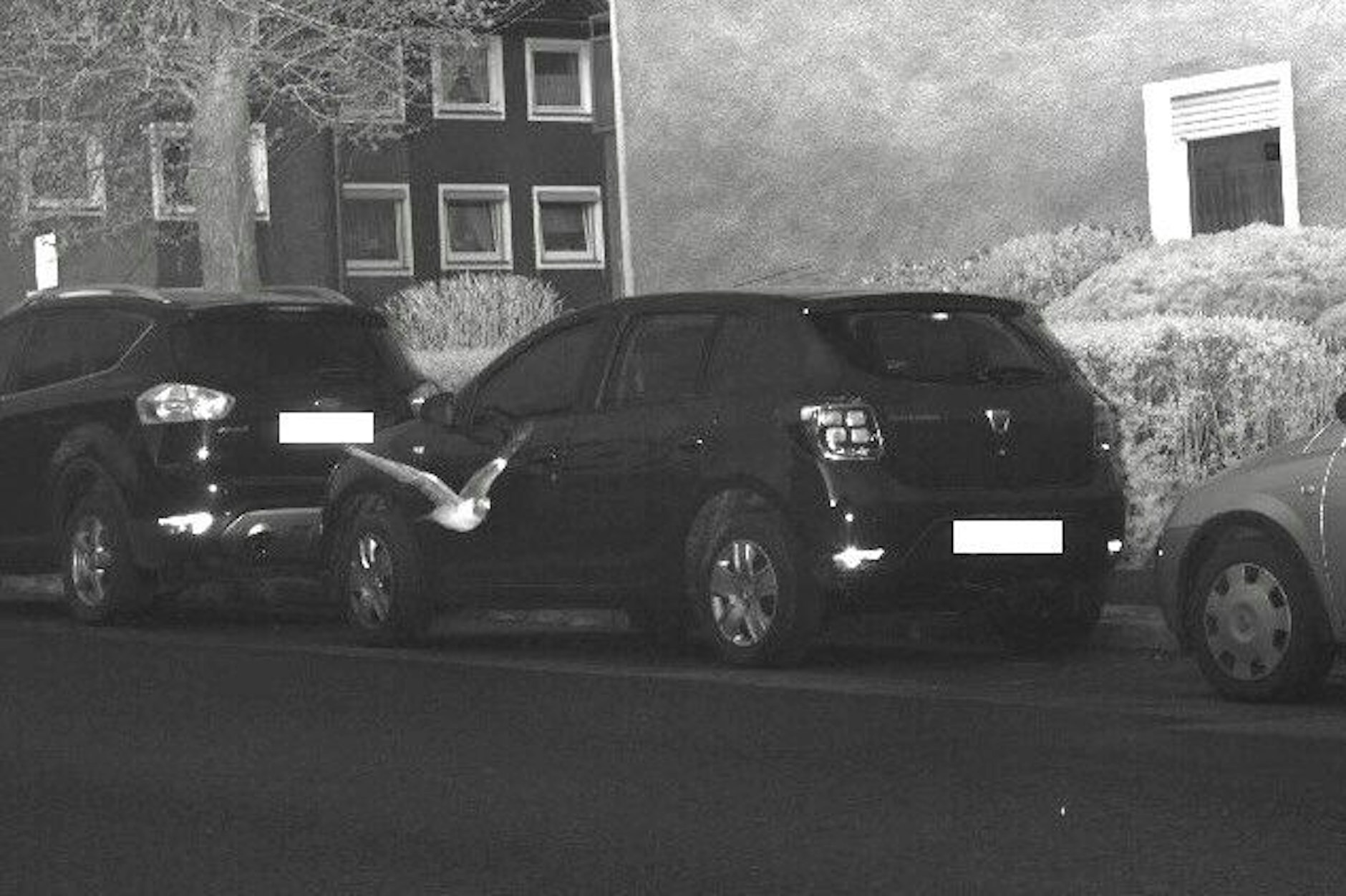 Sehr bodennah und viel zu schnell flattert die Taube durch die 30er-Zone in Hagen (NRW).