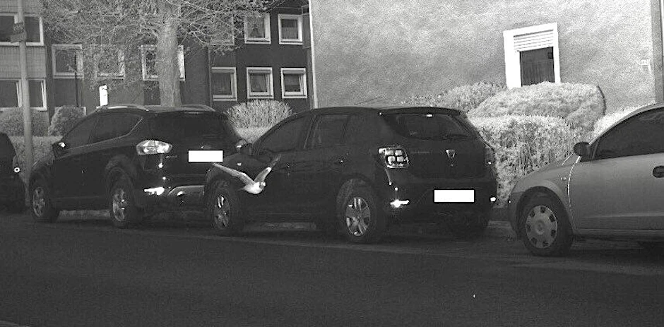 Sehr bodennah und viel zu schnell flattert die Taube durch die 30er-Zone in Hagen (NRW).