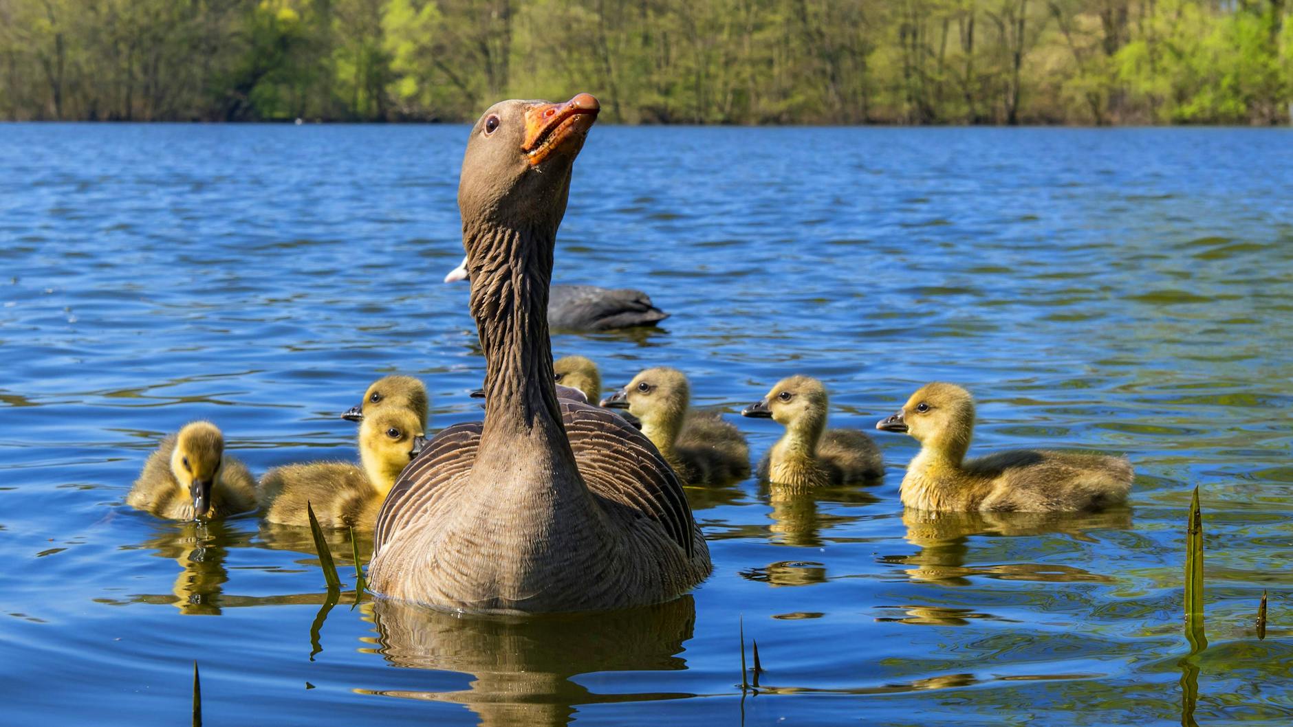 Wildgänse mit ihren Jungen kann man beim Angeln so nah wie hier auf dem Foto beobachten.