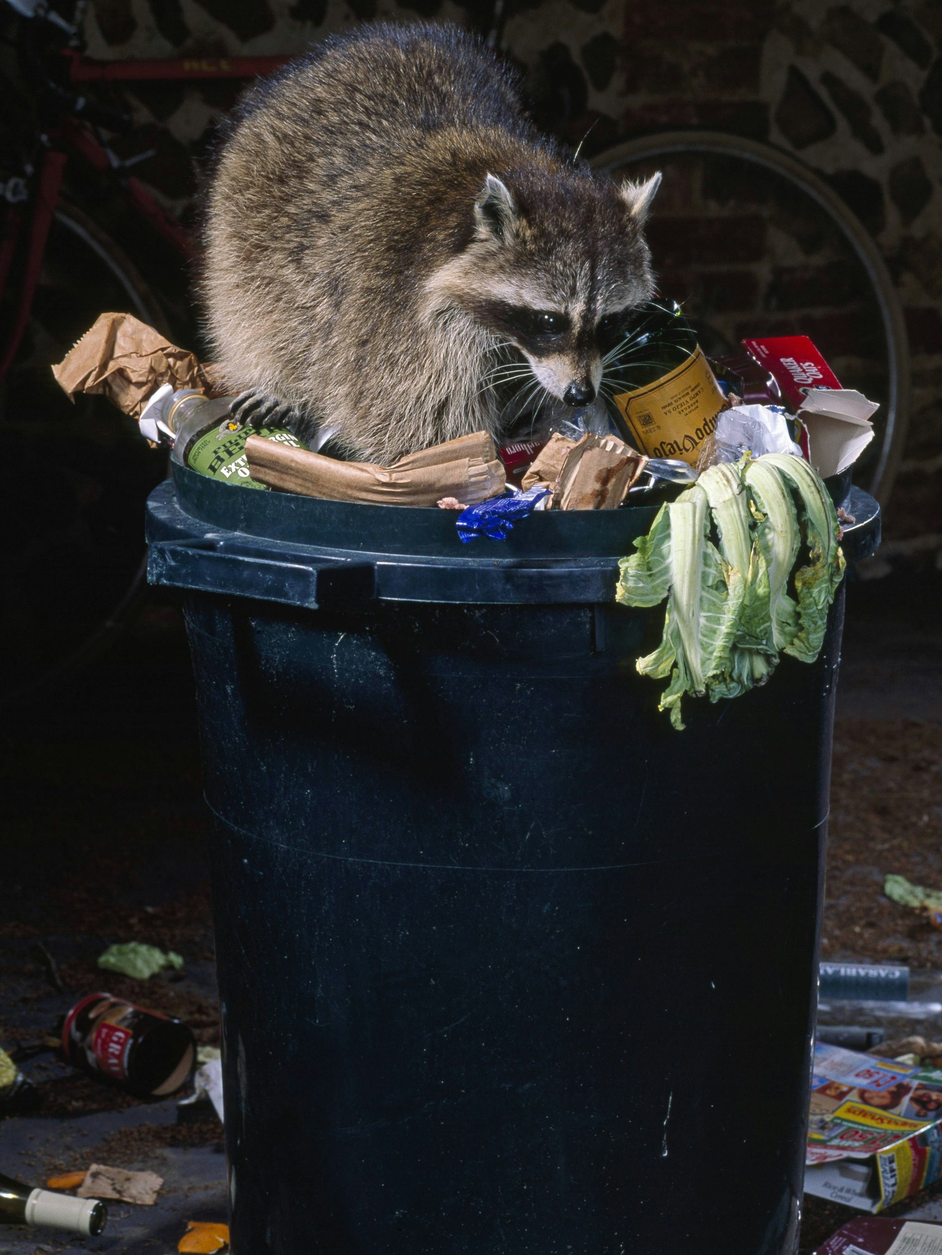Gefüllte Mülltonnen sind ein Fest für Waschbären. Um die Tiere nicht anzulocken, sollte die Tonnen verschlossen werden und so stehen, dass es drumherum keine Kletterhilfe für die Kleinbären gibt.