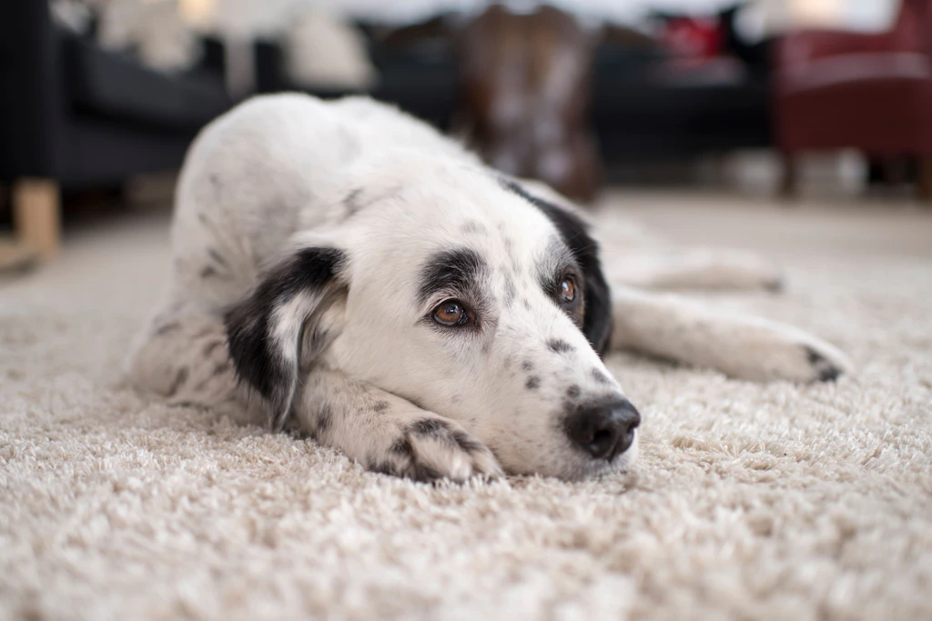 Hat Ihr Hund Schmerzen? Erkennen Sie DIESE unscheinbaren Anzeichen