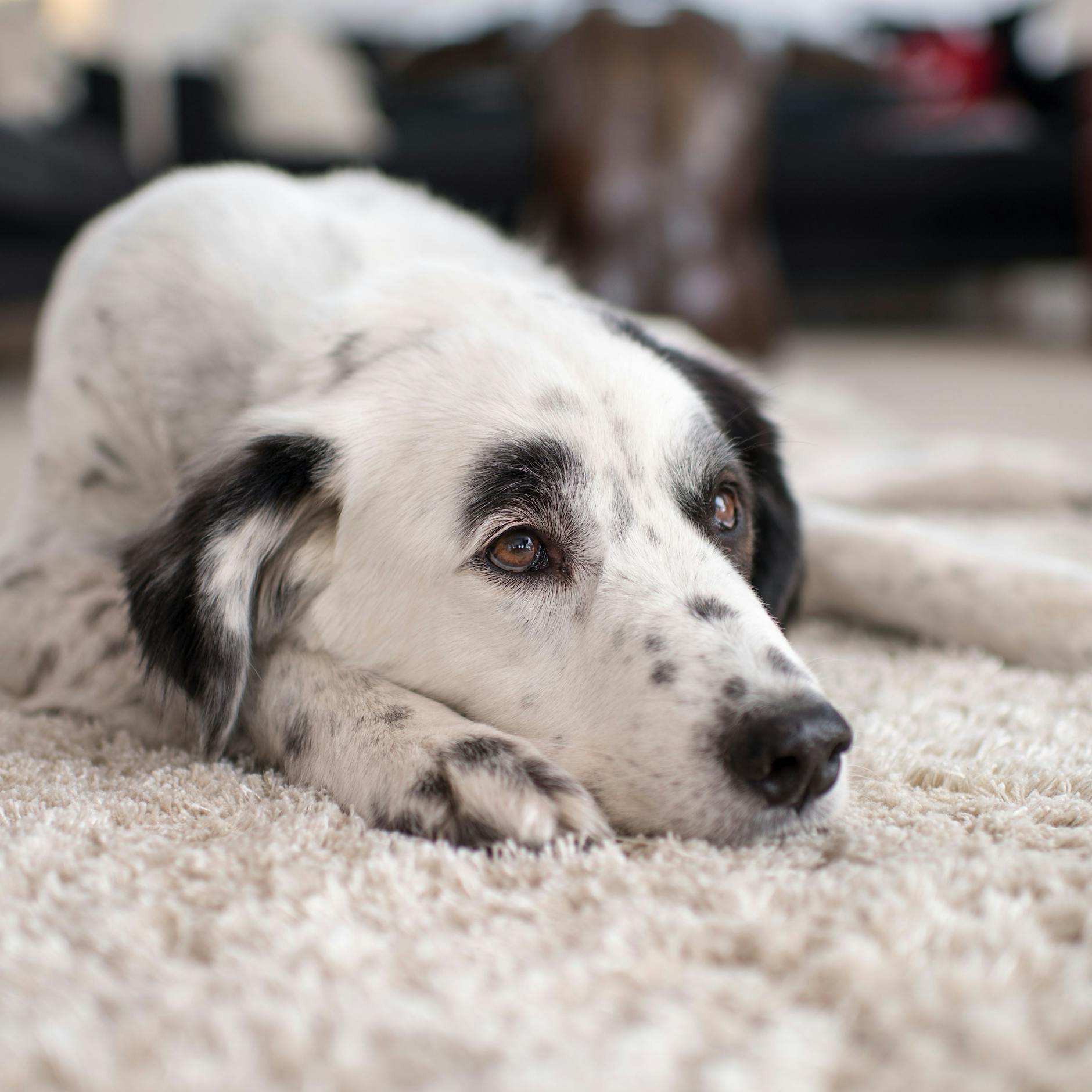 Hat Ihr Hund Schmerzen? Erkennen Sie DIESE unscheinbaren Anzeichen