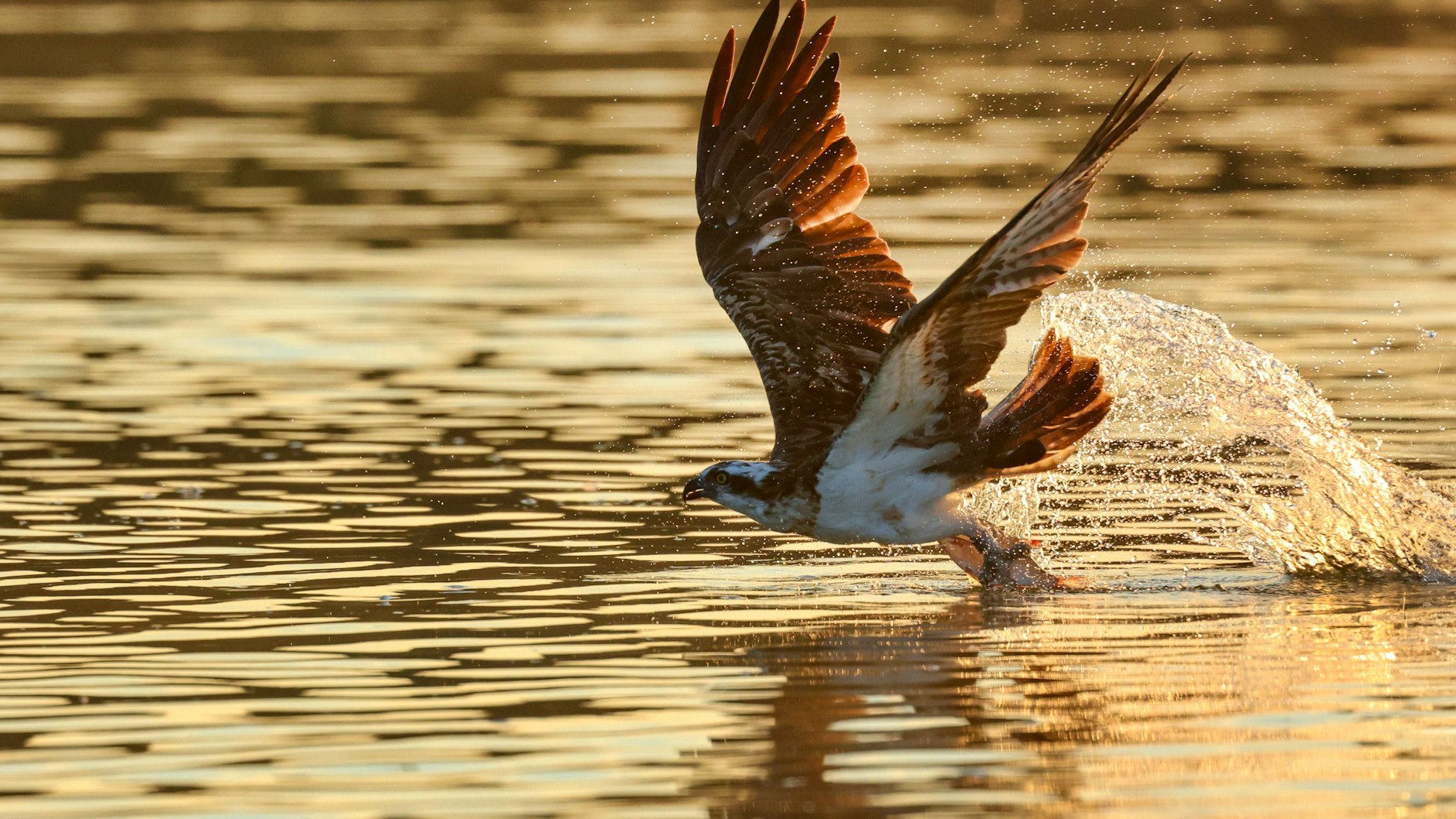 Ein Fischadler in Aktion: Auch im Süden Berlins macht einer dieser Greifvögel wieder auf den Gewässern Beute.