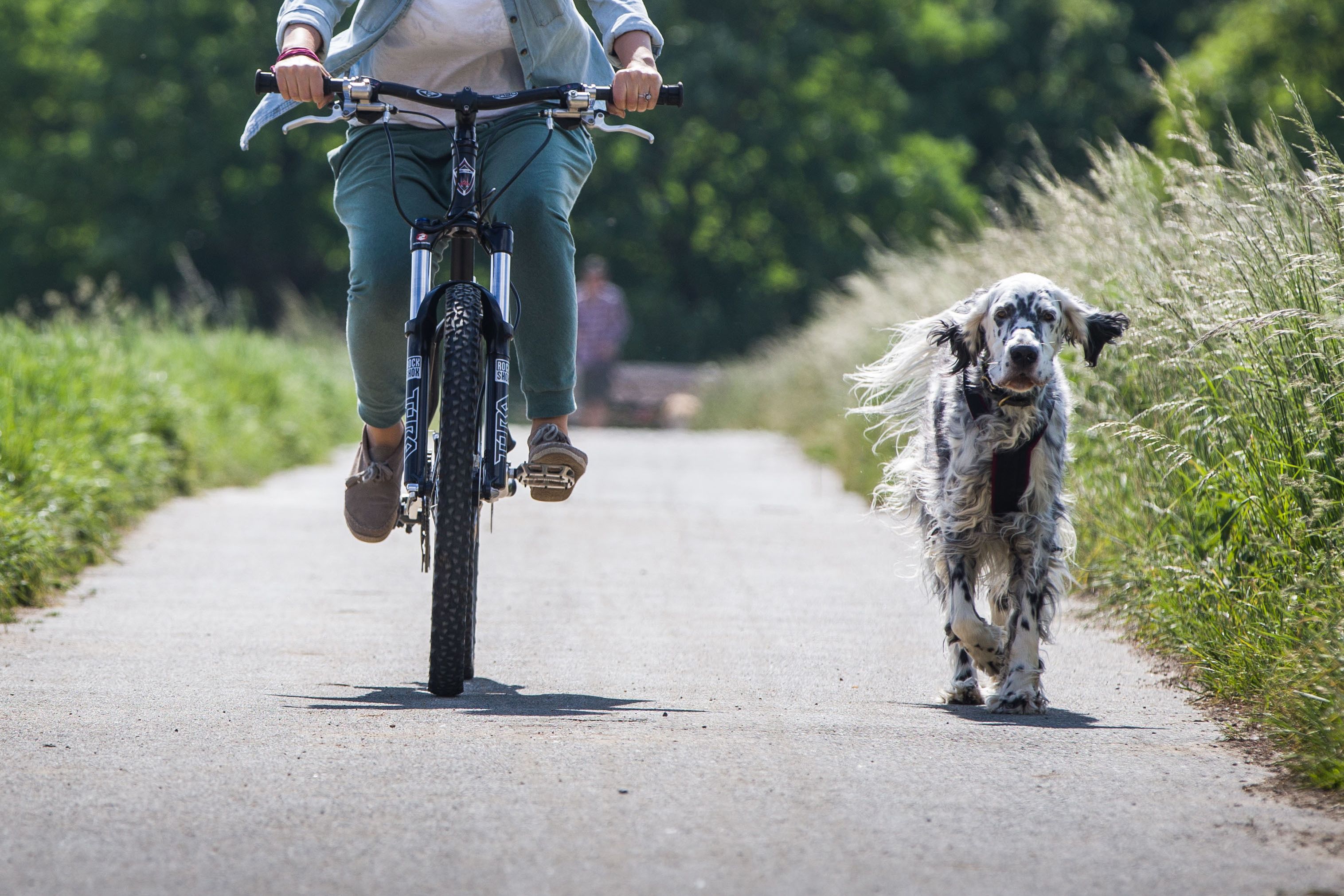 Radfahren mit Hund: Training bis Leinenzwang – DAS müssen Sie wissen