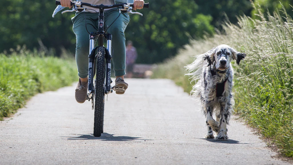 Radfahren mit Hund: Training bis Leinenzwang  DAS mssen Sie wissen