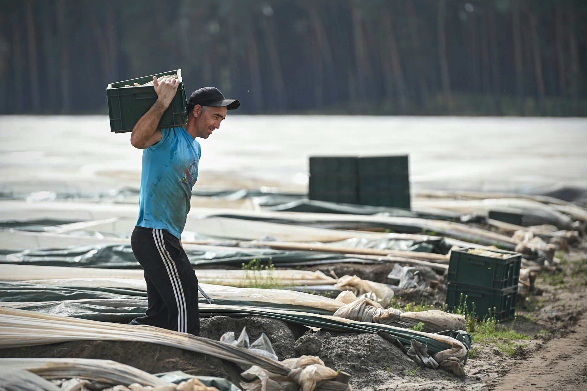 Echte Knochenarbeit: Die meisten Erntehelfer kommen aus Rumänien und Polen. Den Deutschen ist die Arbeit zu hart.