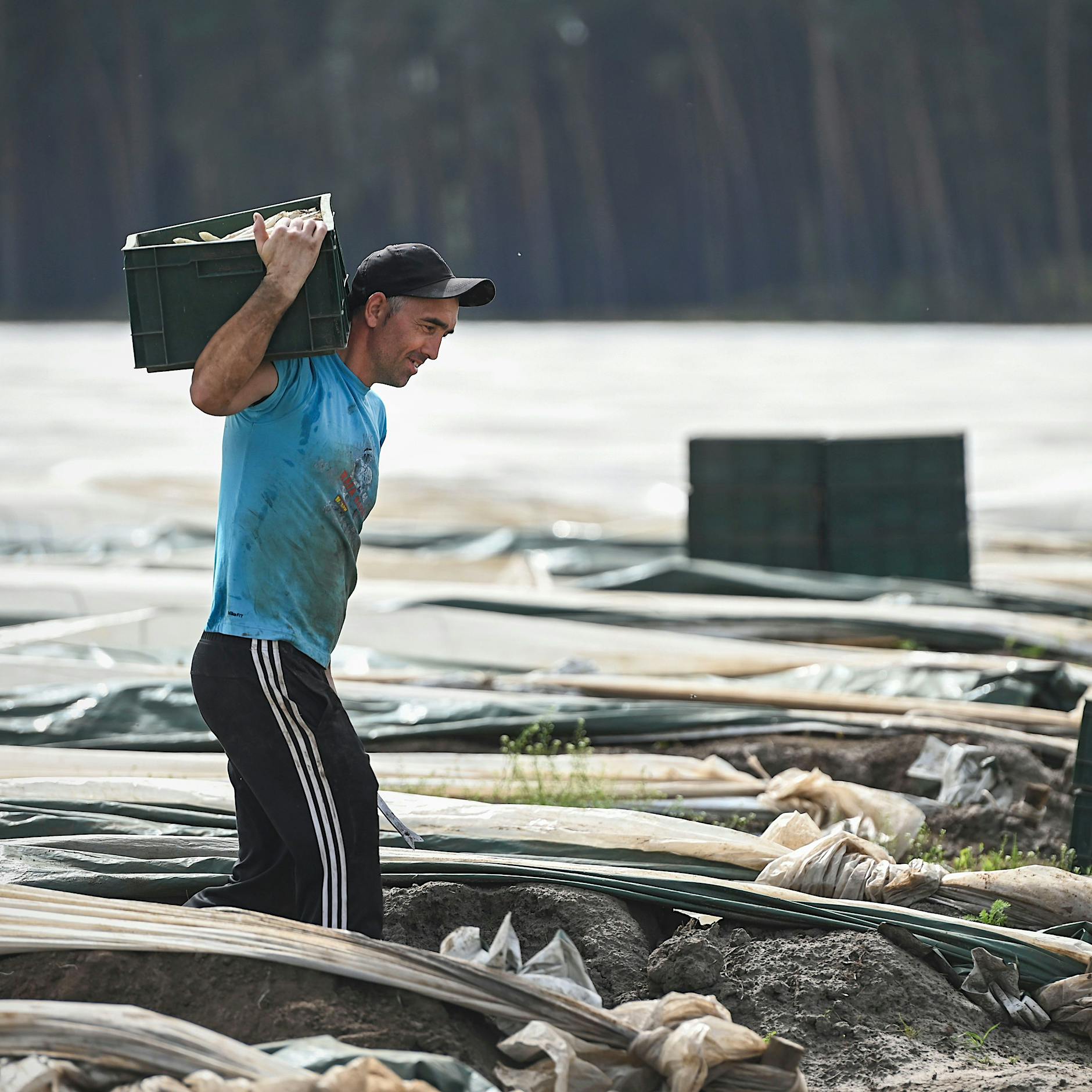 Beelitzer Spargel legendär: Stadt hat Einwohnerzahl seit DDR-Ende verdoppelt
