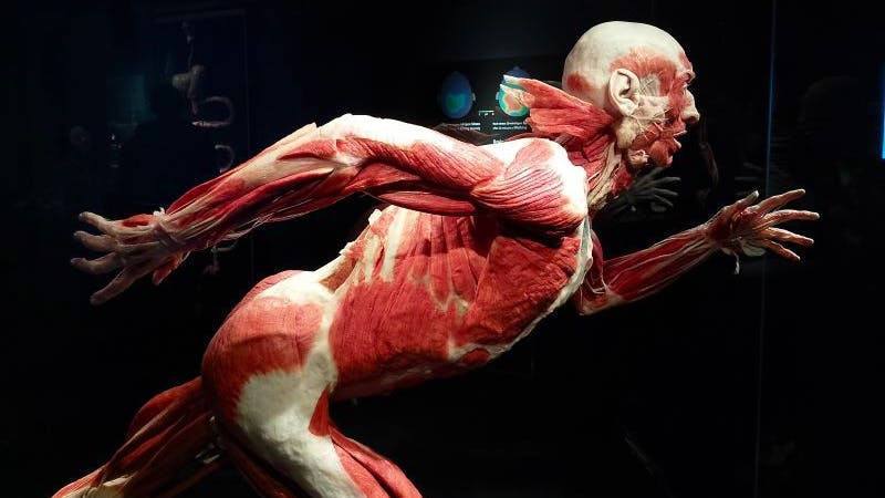 Ein Sportler bei der Arbeit: Der Läufer