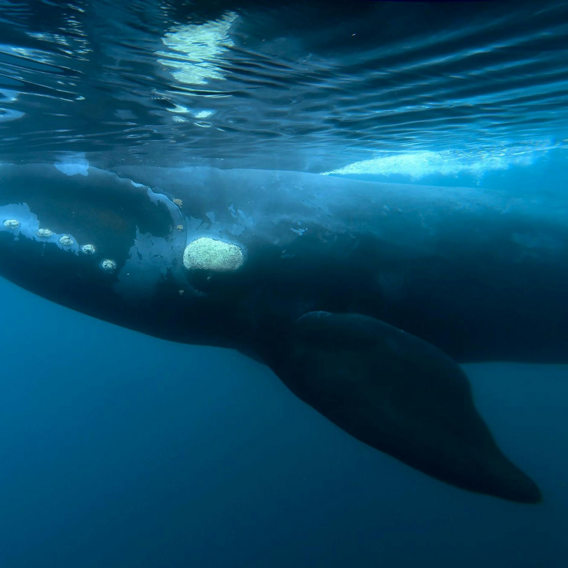 Image - Indigene erklären Wale zu juristischen Personen