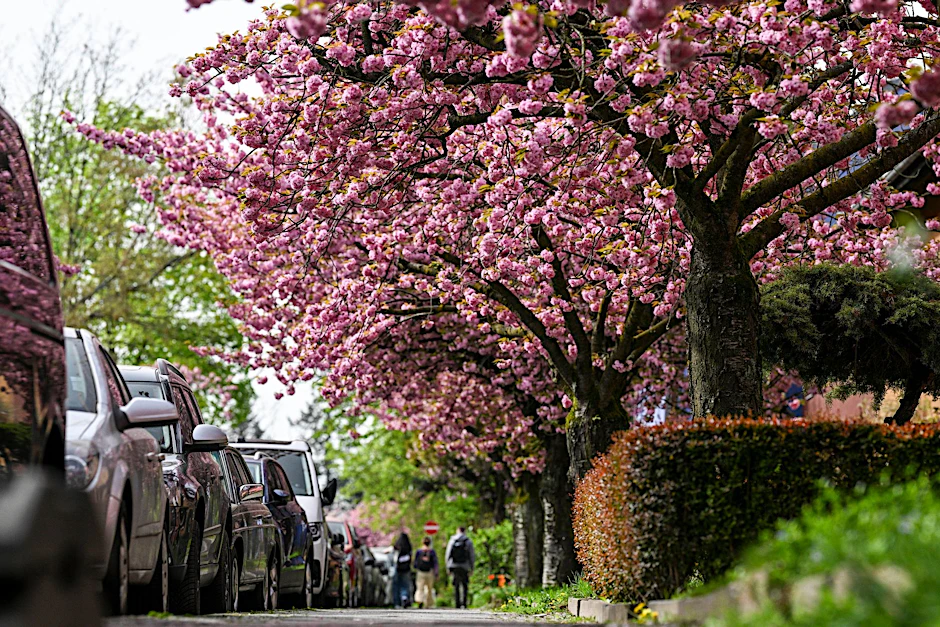 Japanische Zier-Kirschen blühen in Britz.  