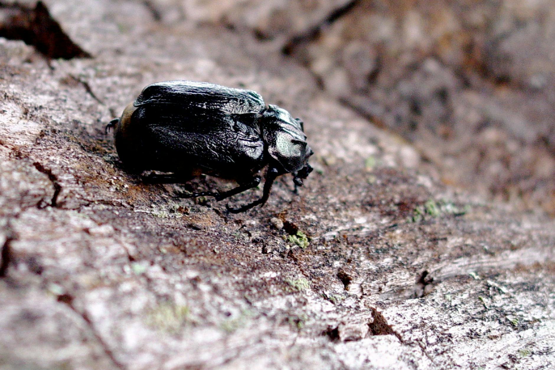 Vom Aussterben bedroht: der Käfer Eremit in einem Waldstück im Solling (Niedersachsen)