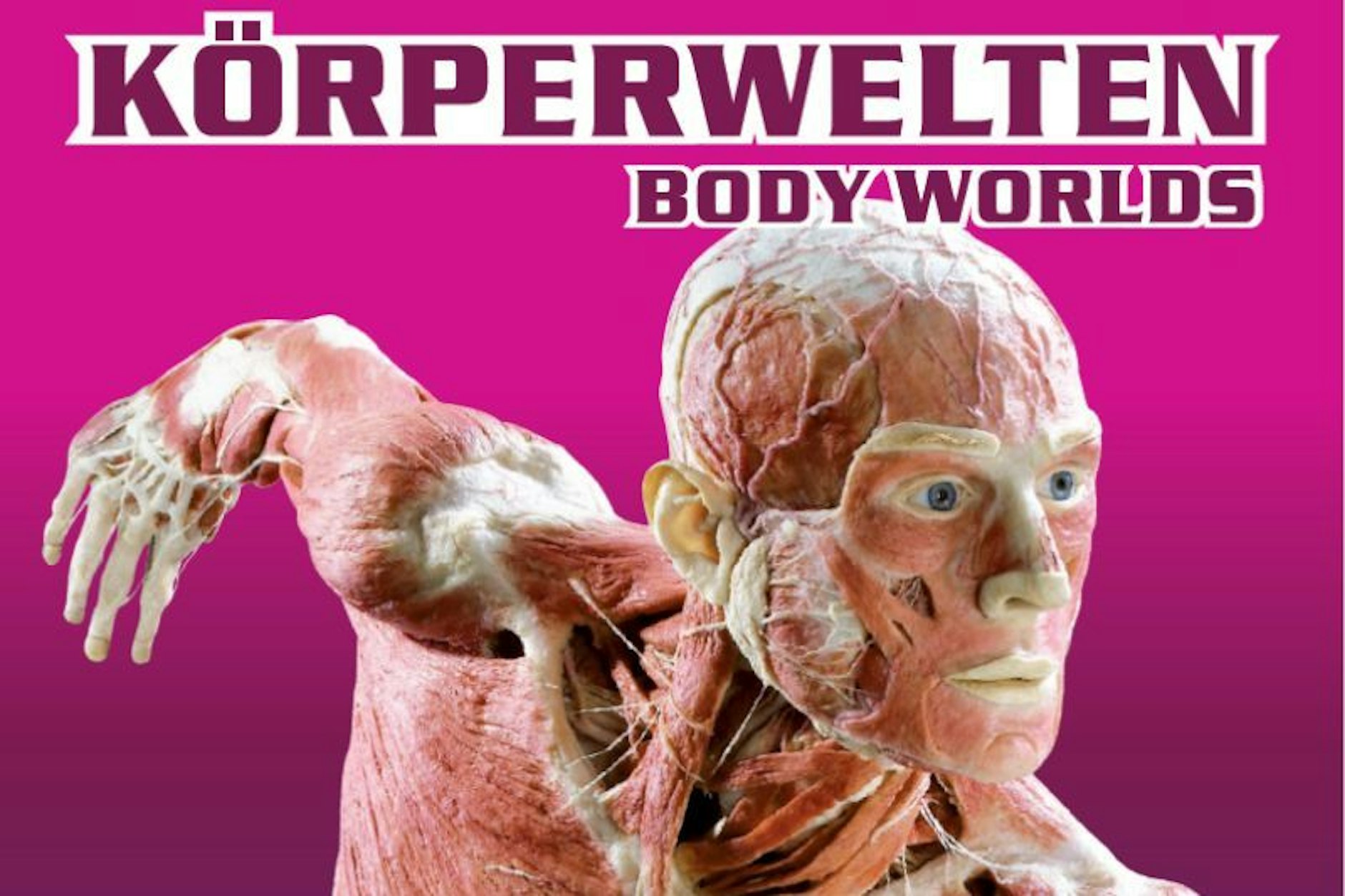 Die Ausstellung KÖRPERWELTEN hat sich der gesundheitlichen Aufklärung verschrieben und gibt Einblicke in das komplexe Innere des Menschen. Spannend!