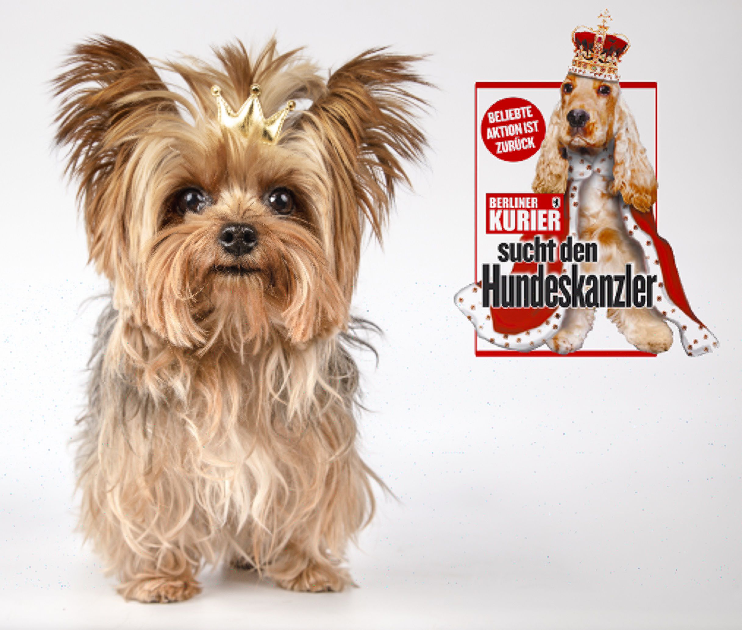 Deutschlands schönster Hund gesucht: Wer wird Hundeskanzler 2024?