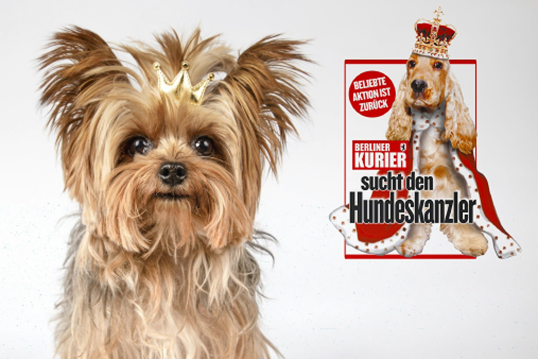 Wir setzen einem Hund das Krönchen auf - wer wird Hundeskanzler 2024?