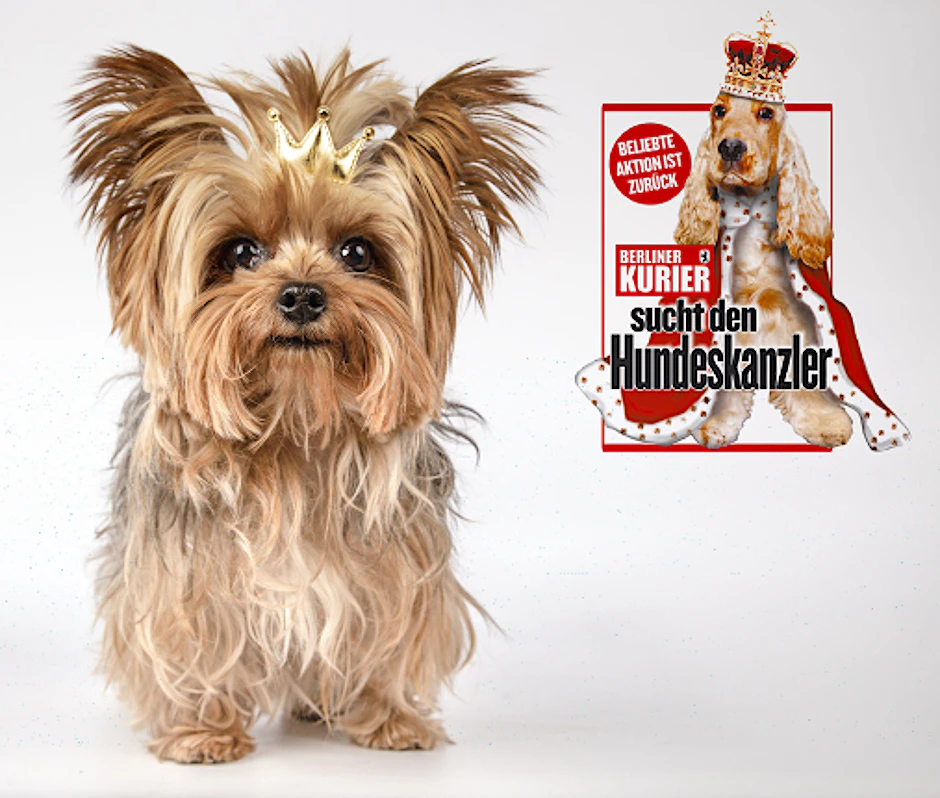Wir setzen einem Hund das Krönchen auf - wer wird Hundeskanzler 2024?