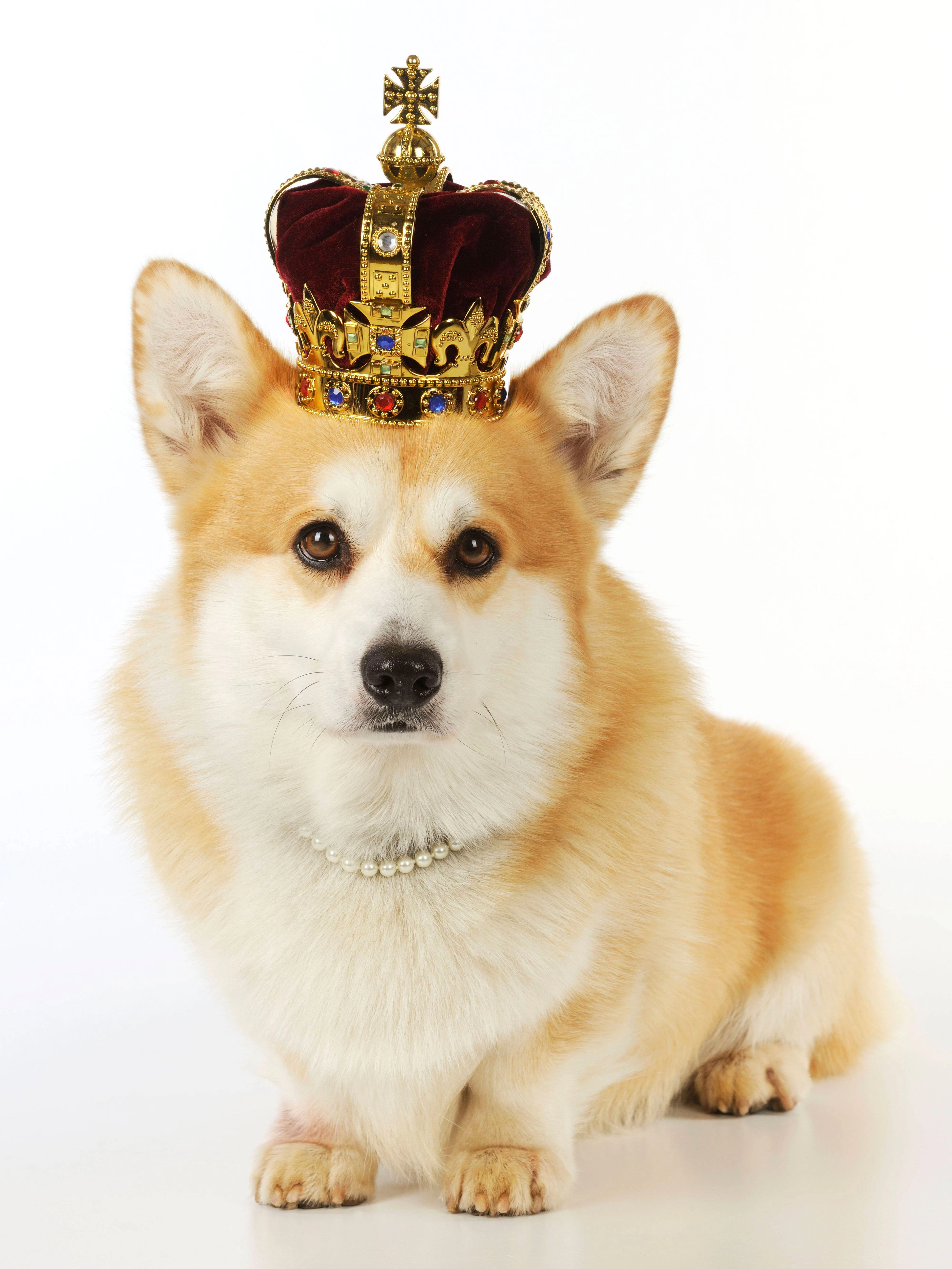 Hat Ihr Hund das Zeug zum Hundeskanzler 2024? Dann bewerben Sie sich jetzt!
