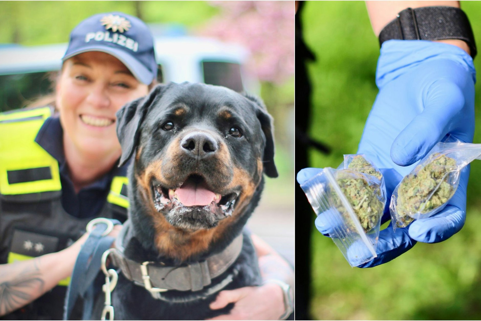 Der Berliner KURIER begleitete die Berliner Hundestaffel auf Drogensuche im Görlitzer Park – der Rottweilerhündin Jara macht das Drogenfinden Riesenspaß!
