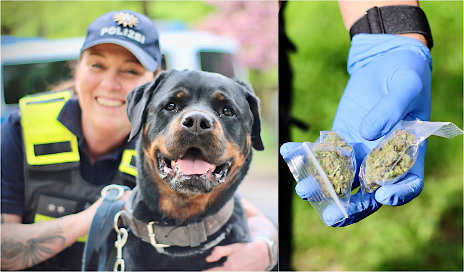 Der Berliner KURIER begleitete die Berliner Hundestaffel auf Drogensuche im Görlitzer Park – der Rottweilerhündin Jara macht das Drogenfinden Riesenspaß!