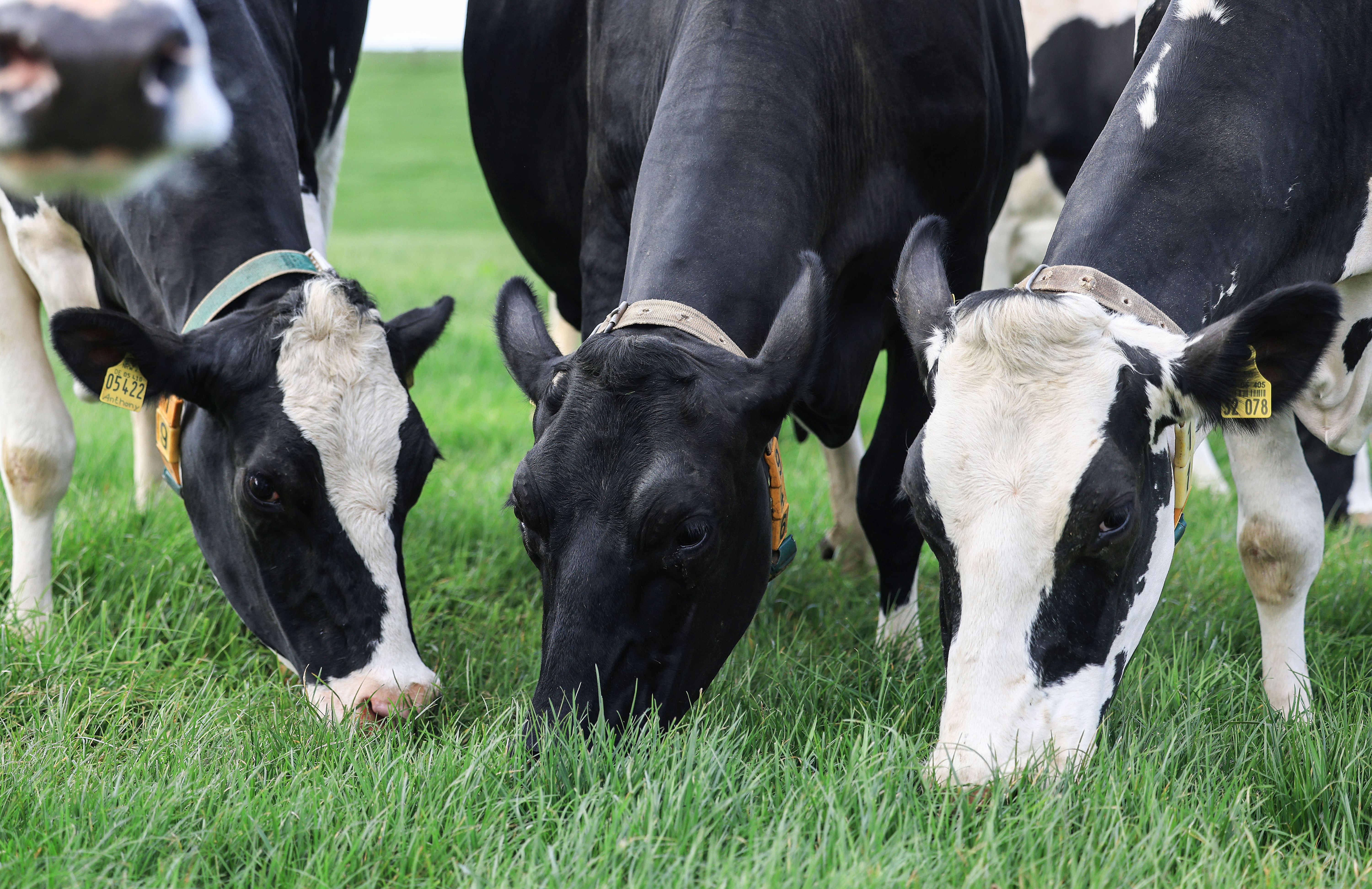 Darum wird immer weniger Milch, Butter und Käse gekauft