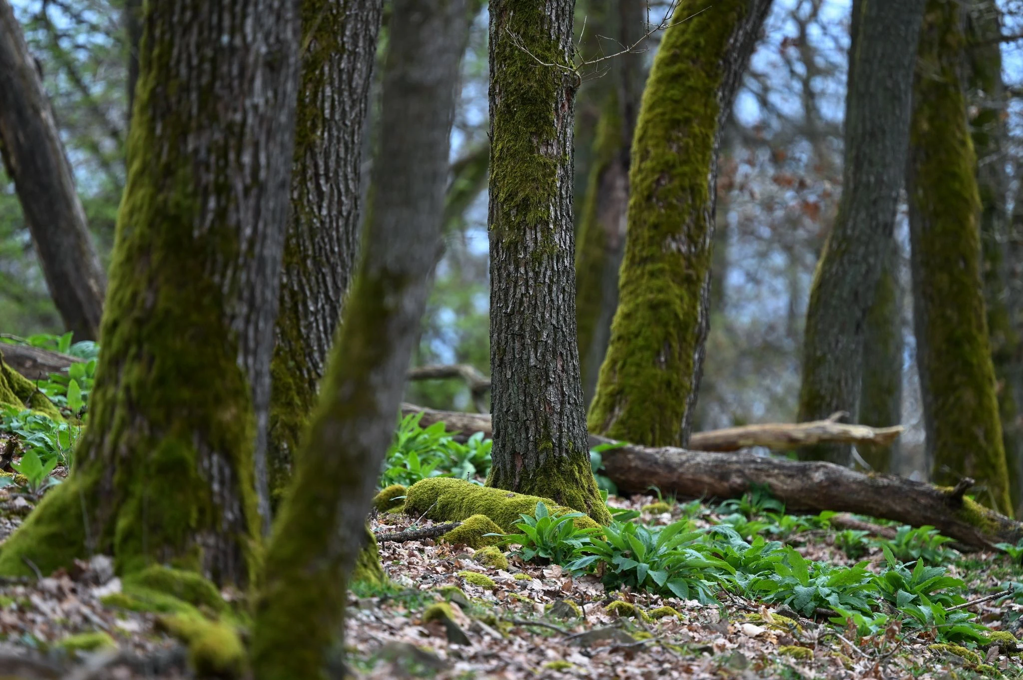 PRODUKTION - Der Nationalpark Kellerwald-Edersee wird 20 Jahre alt. Teile der Buchenwälder von Hessens einzigem Nationalpark sind sogar Unesco-Weltnaturerbe.  