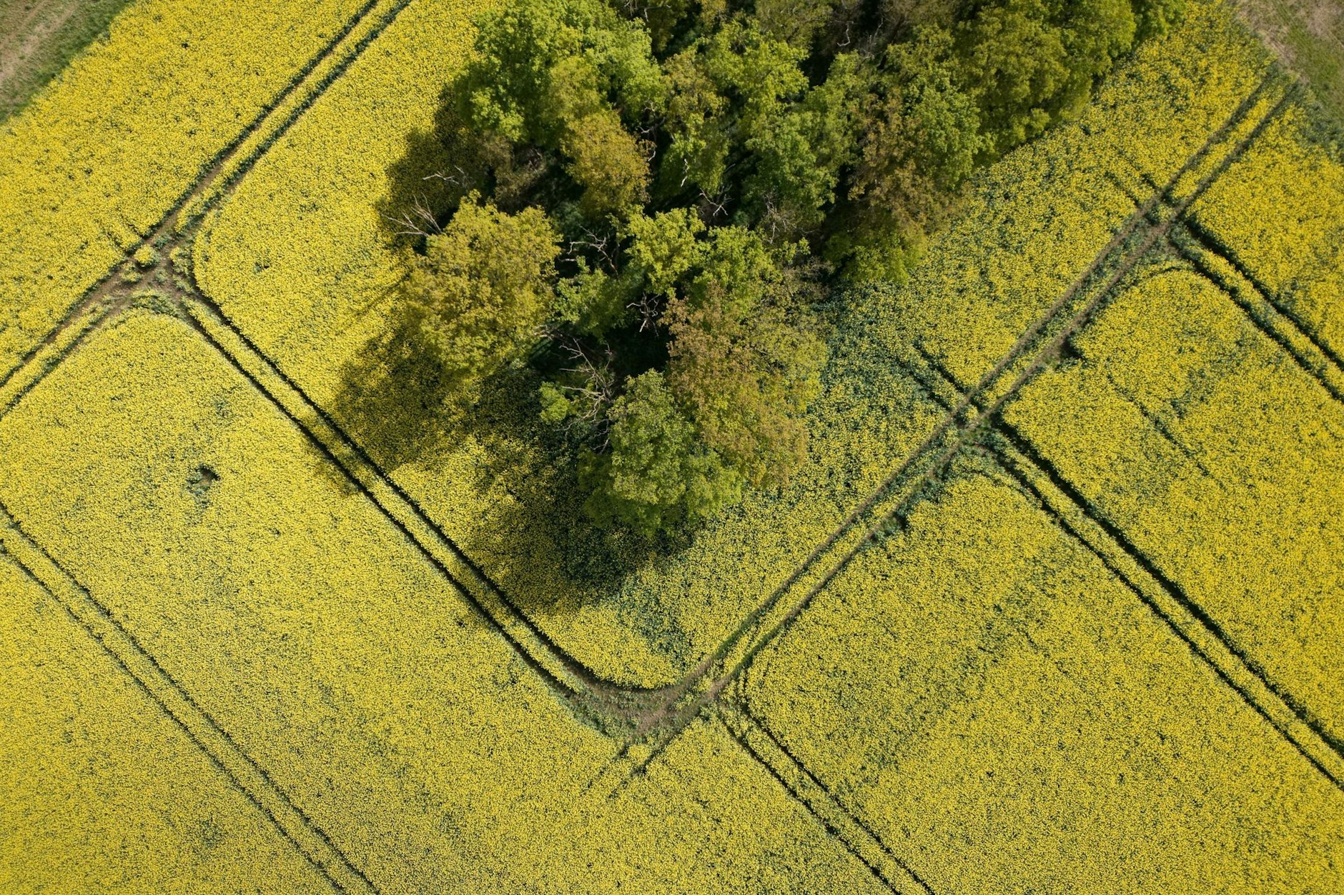 dpatopbilder - Ein gelber Teppich - der Raps beginnt wieder zu blühen.  