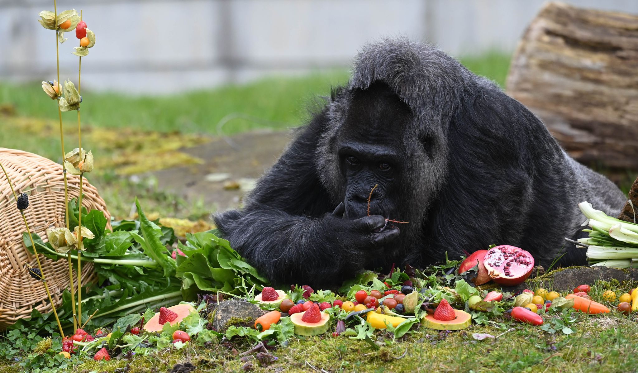Gorilla-Dame Fatou wird stolze 67! Ihr Geheimnis: Low-Carb-Diät