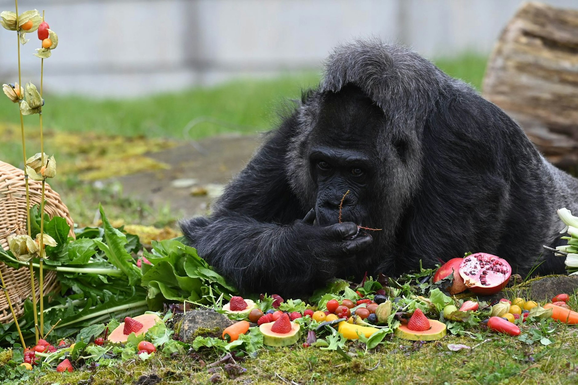 Zum Geburtstag wird ordentlich Obst aufgetischt: Die Gorilla-Dame Fatou aus dem Zoo Berlin feiert ihren 67. Geburtstag.