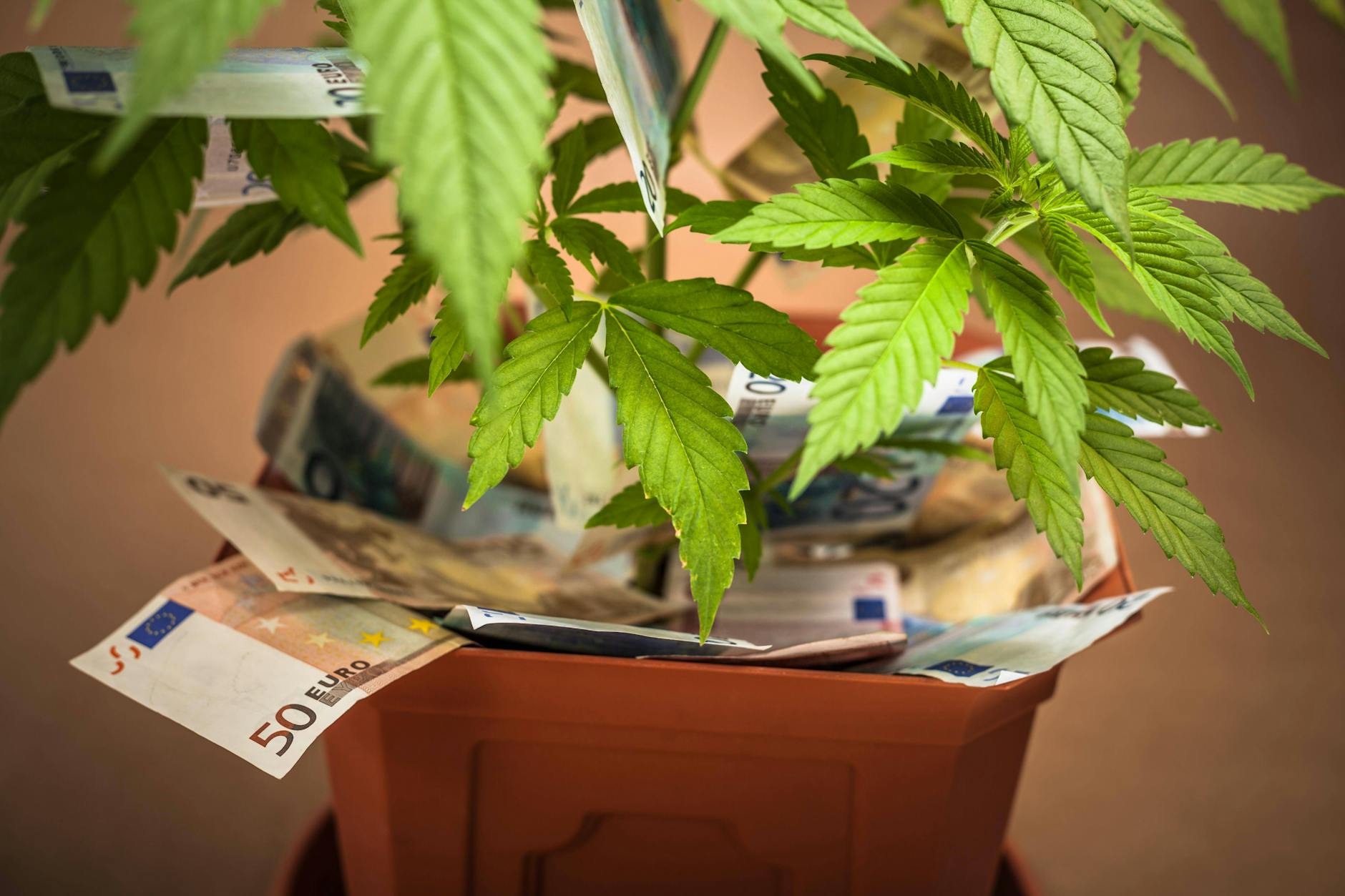 Mit der Freigabe von Cannabis in Deutschland wittern auch Betrüger das große Geschäft.