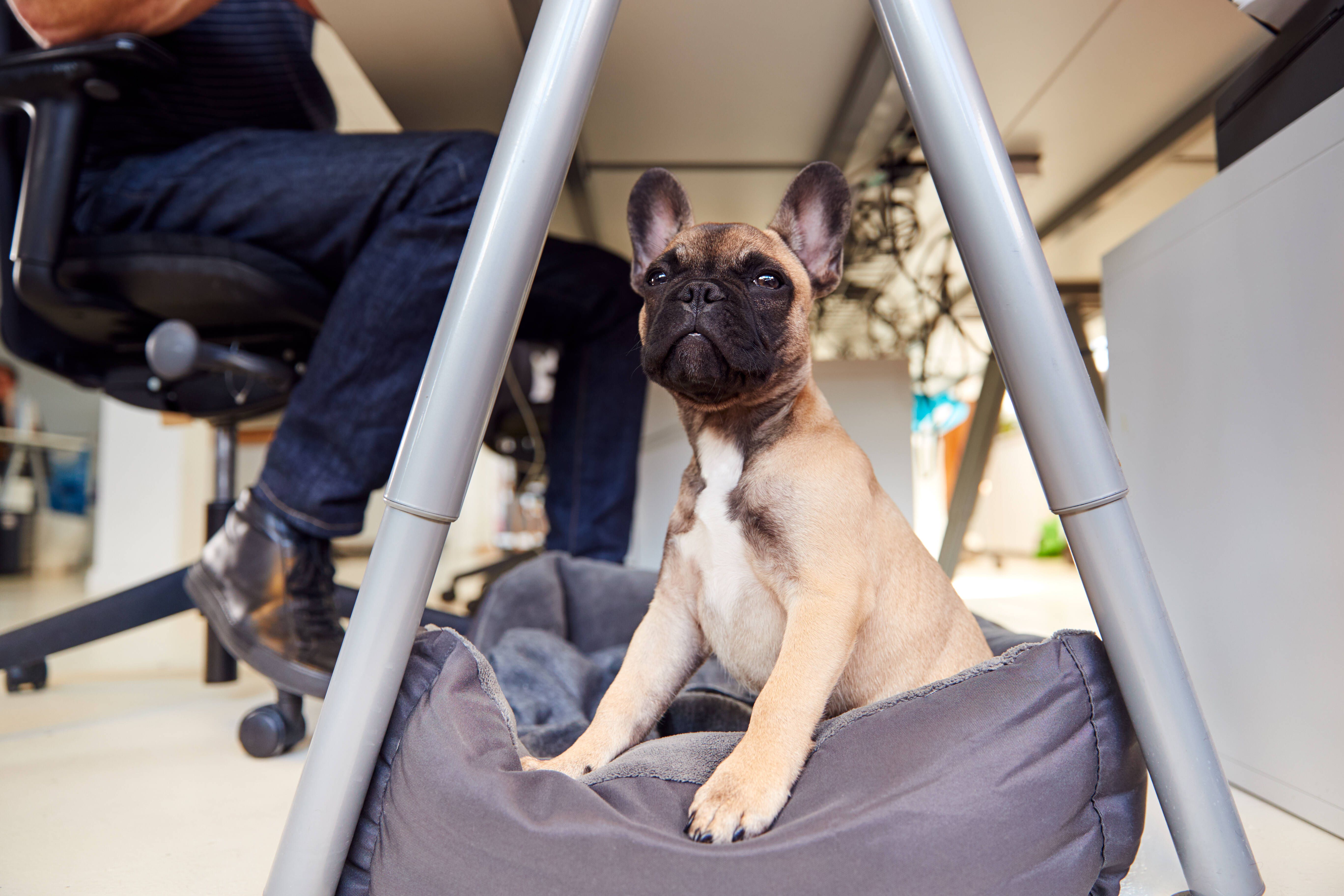 Hundeskanzler - der Newsletter zur schönsten Wahl des Jahres
