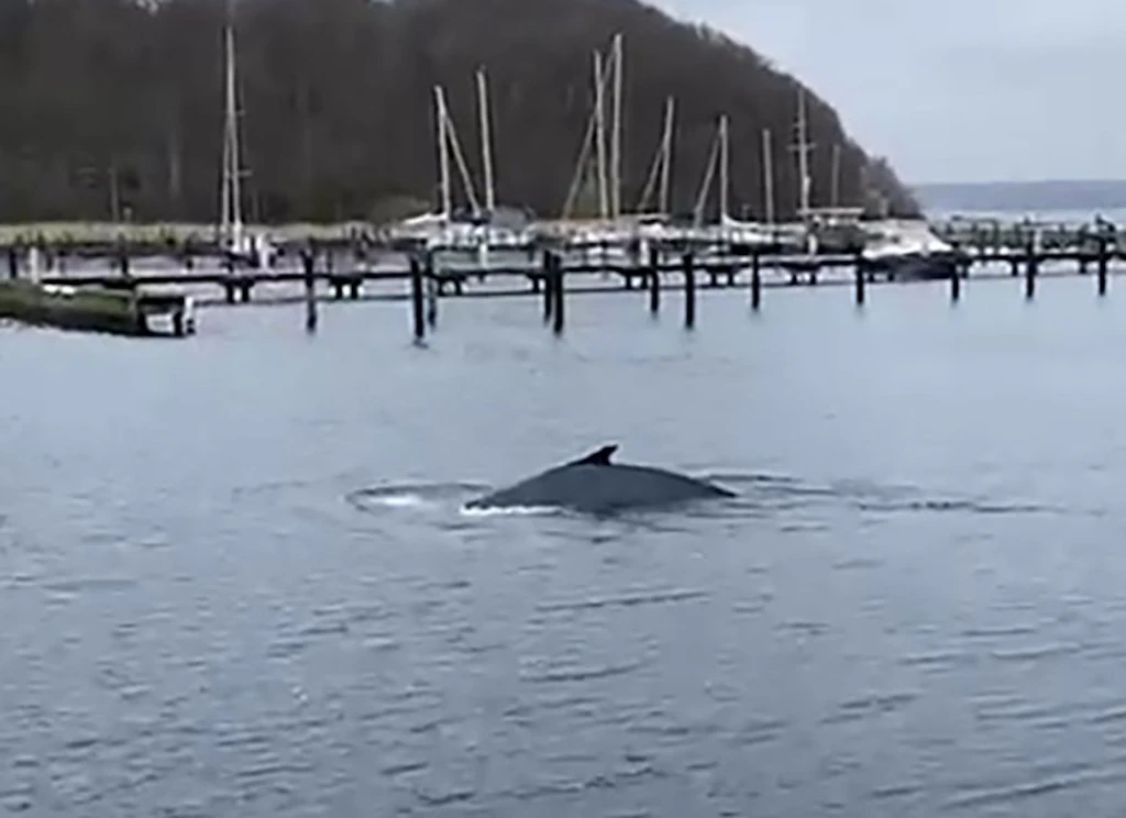 Buckelwal treibt sich an der Ostsee herum