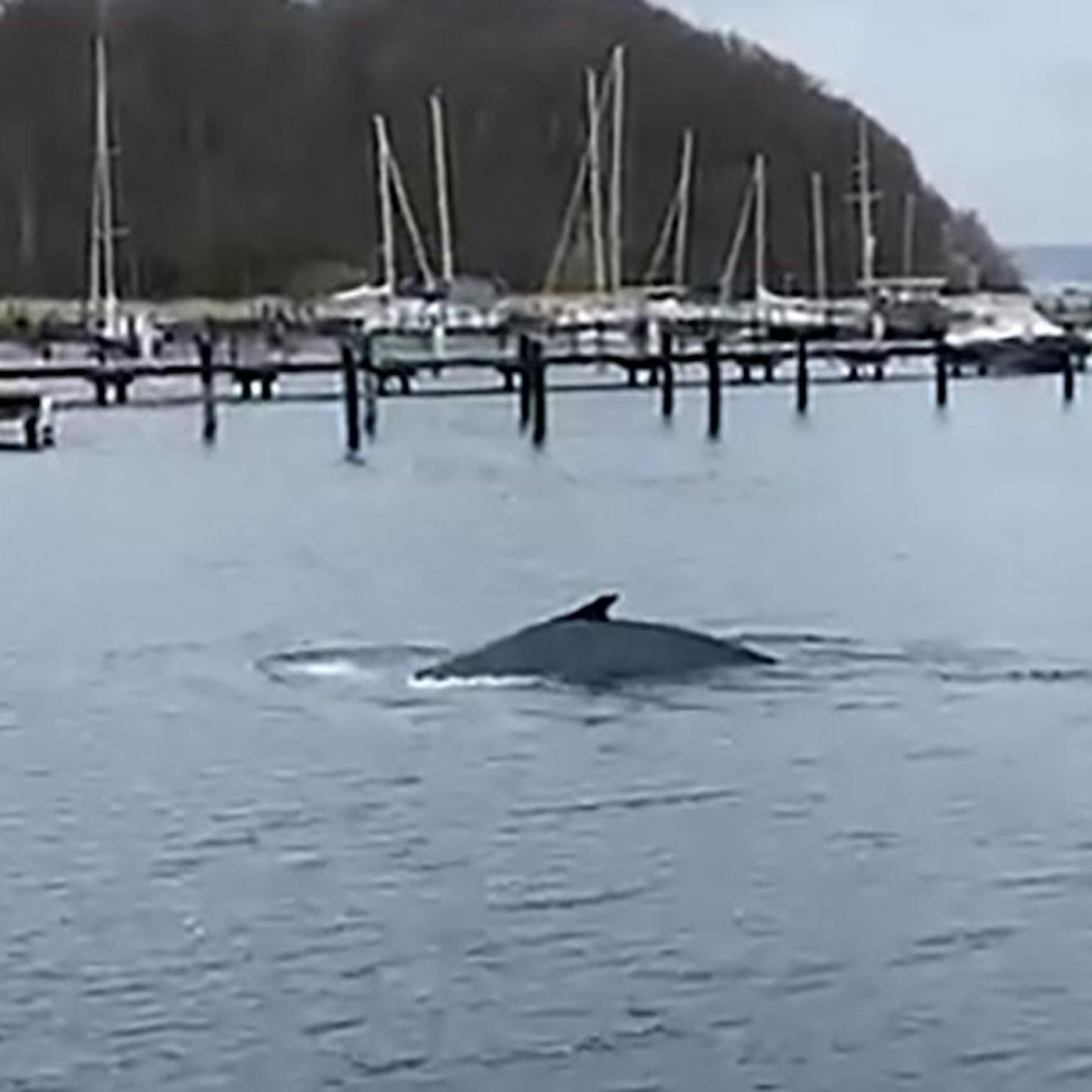 Buckelwal treibt sich an der Ostsee herum