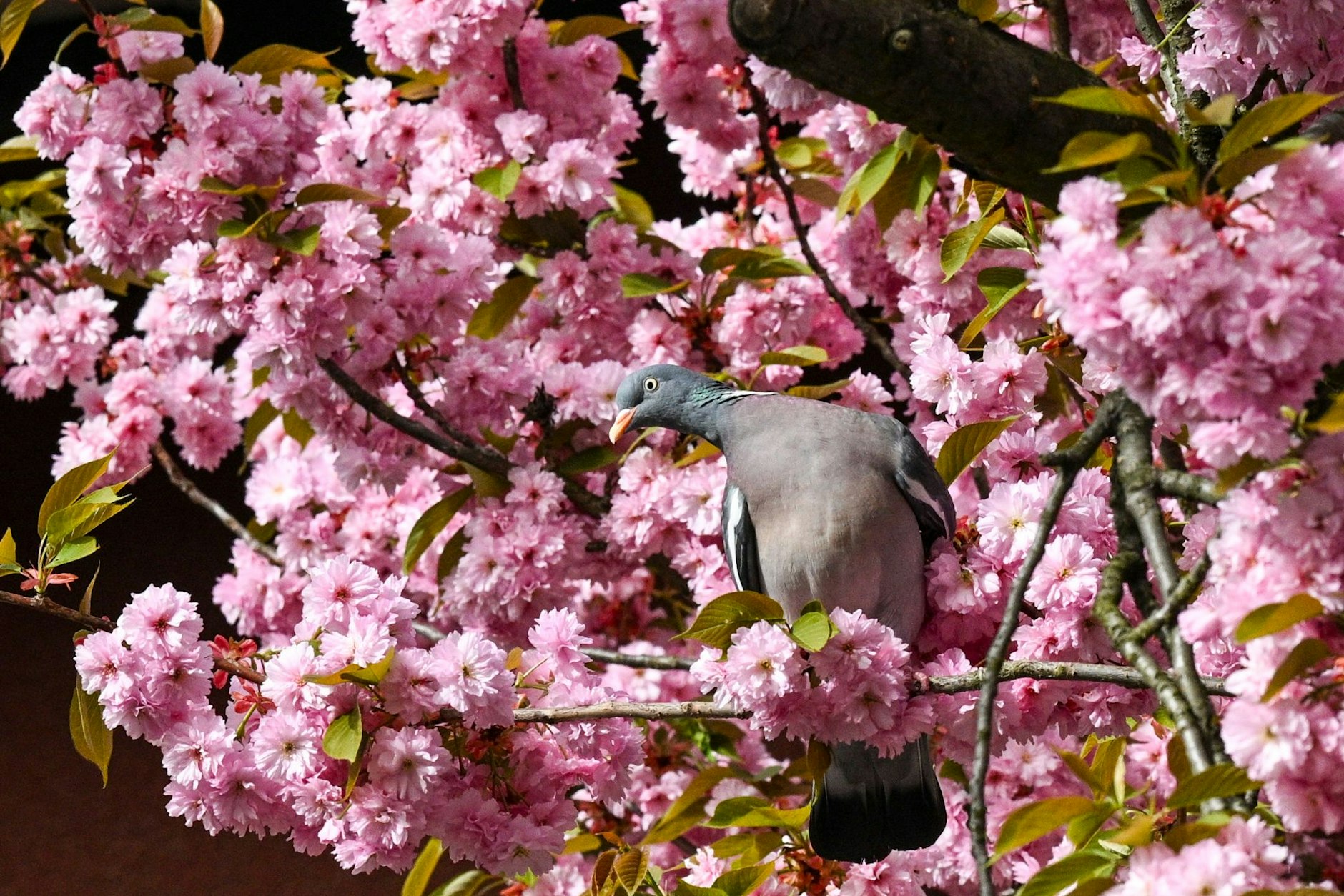 In Britz wird jedes Jahr die Baumblüte mit einem großen Volksfest gefeiert.