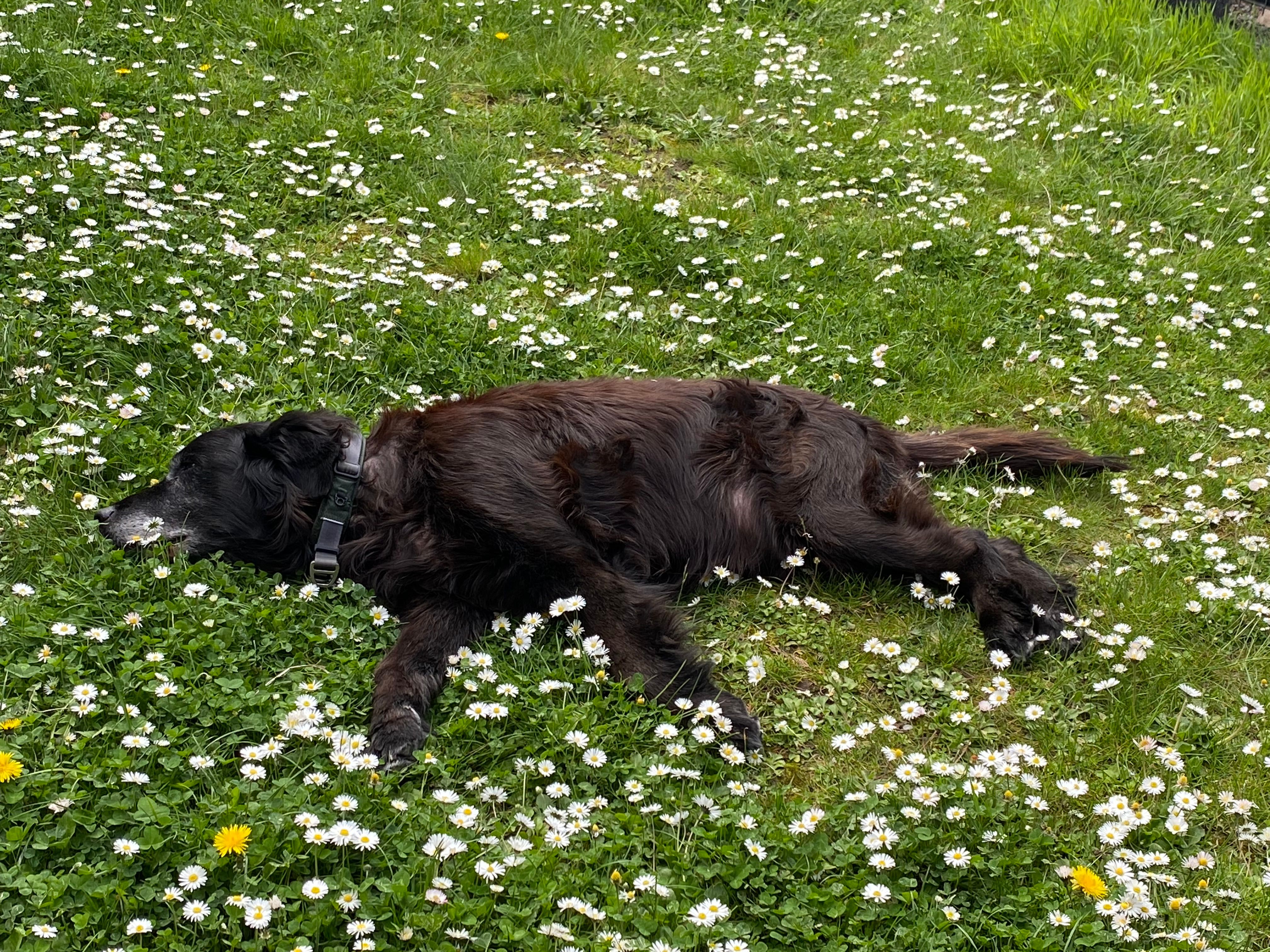 So viele Fellnasen nehmen am Hundeskanzler teil: Da ist Gizmo platt!