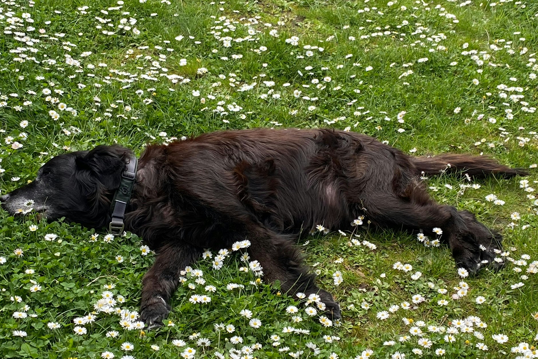 Da ist aber einer platt: Gizmo, Flat-Coated-Retriever, nimmt am Hundeskanzler teil und freut sich über noch mehr Sterne!