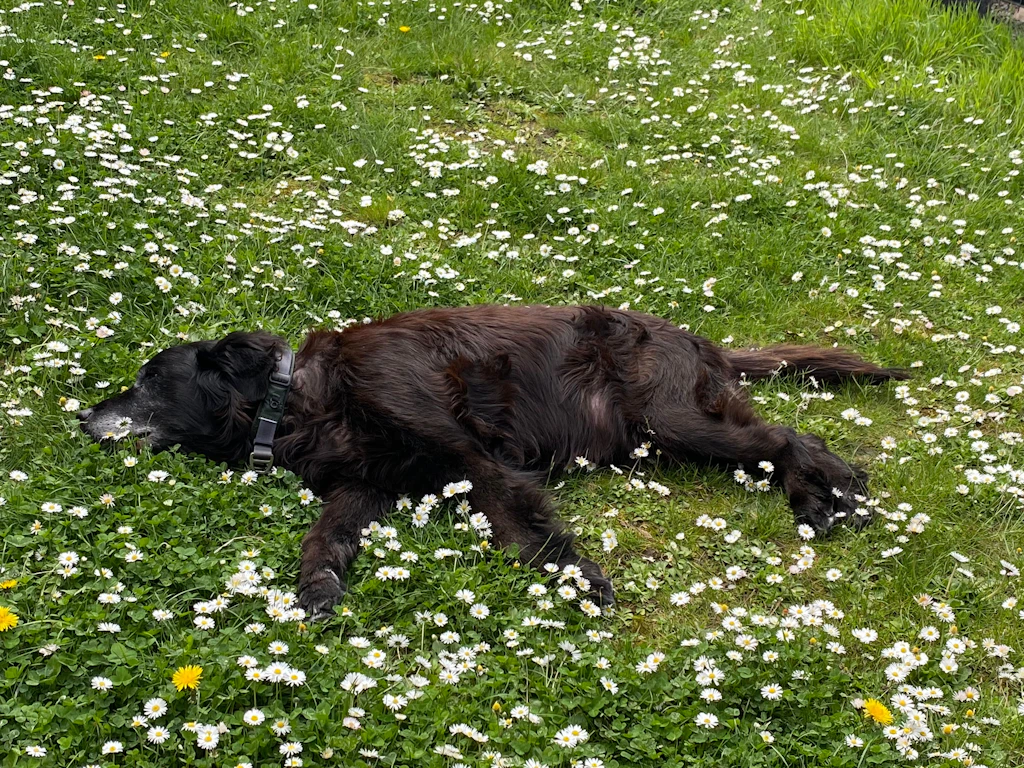 So viele Fellnasen nehmen am Hundeskanzler teil: Da ist Gizmo (12) platt!