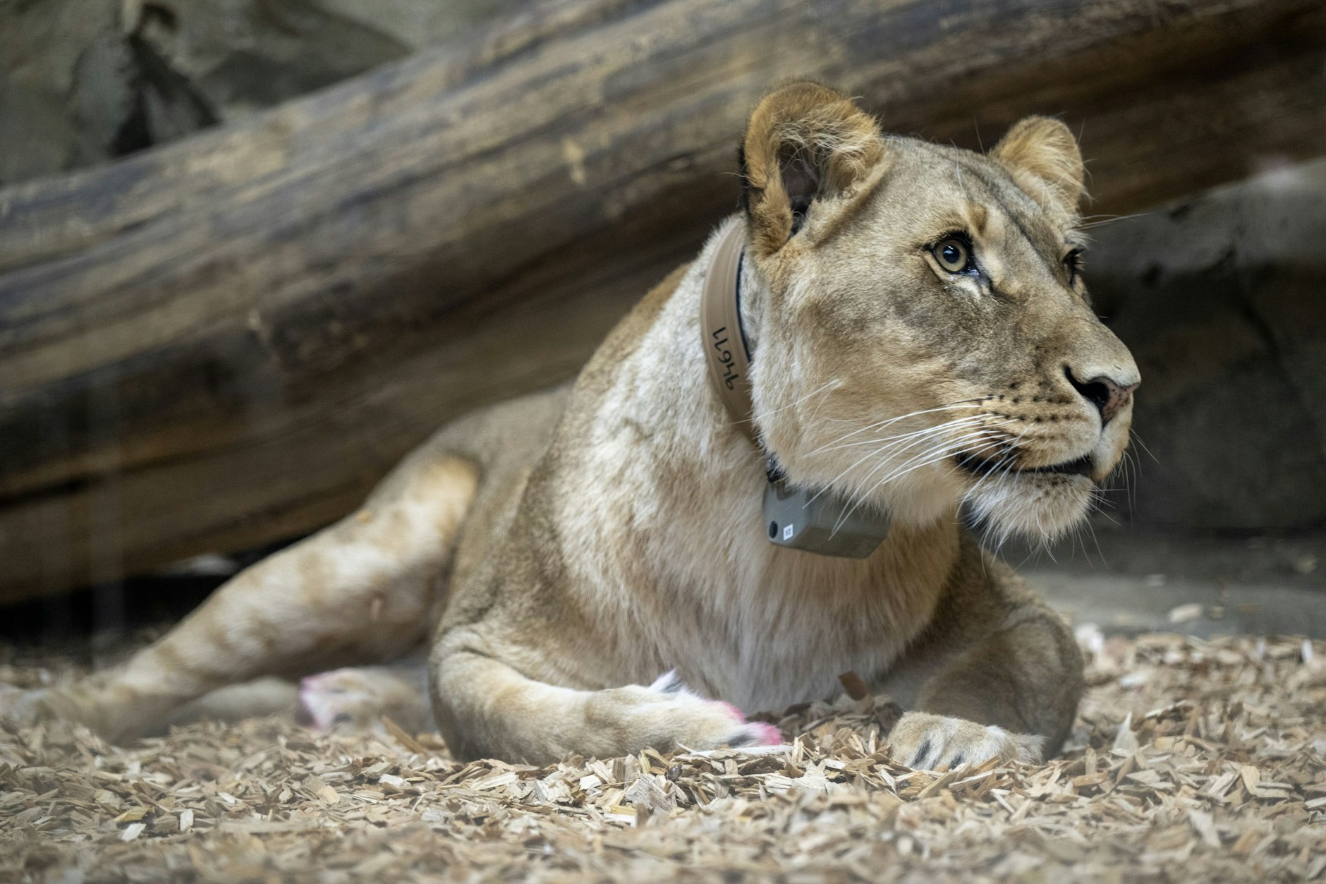 Löwin Elsa aus dem Berliner Zoo trägt jetzt ein Halsband im Dienst der Wissenschaft.