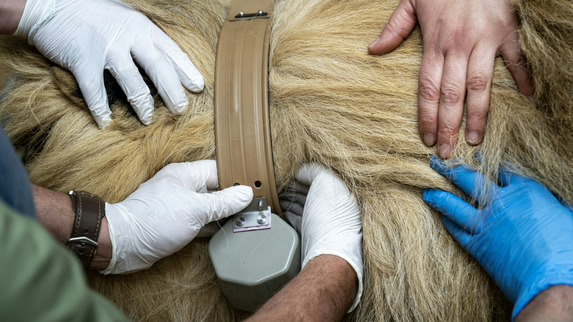 Löwe Mateo hat das Halsband bekommen. Der Kasten ist das Gerät, in dem nun seine Bewegungsdaten gesammelt werden.