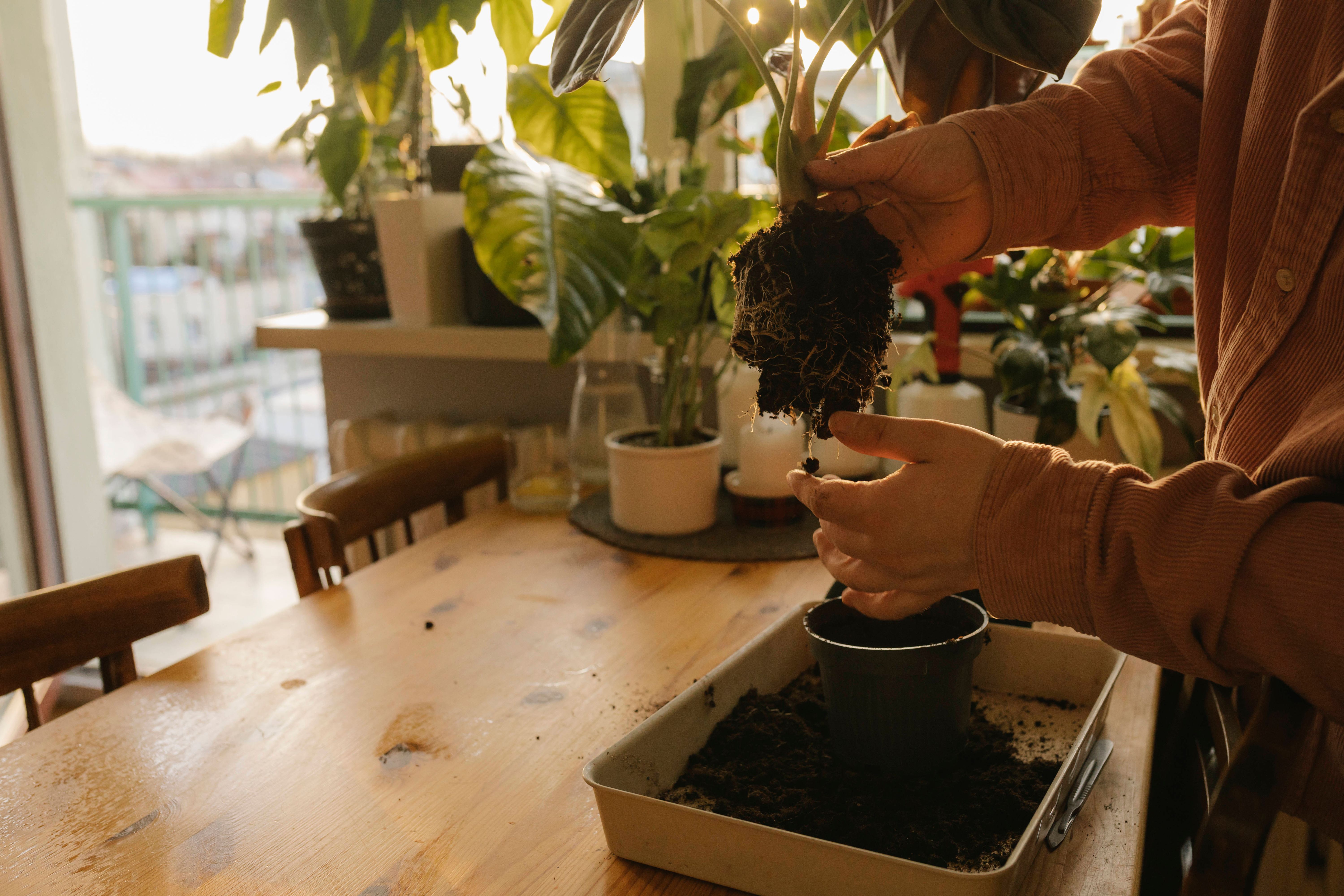 Zimmerpflanze umtopfen: So gelingt es Ihnen kinderleicht