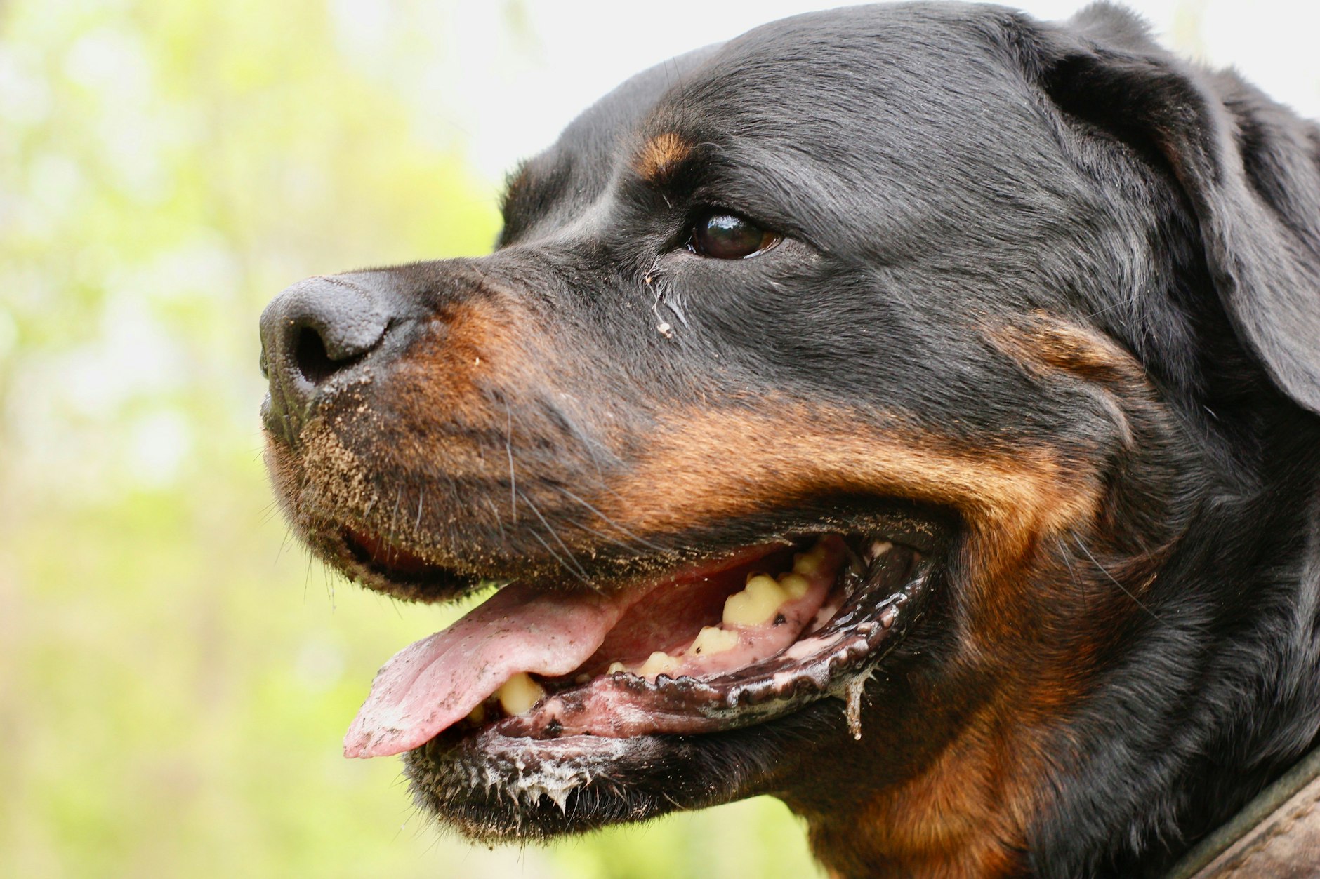 Drogenspürhunde kommen vor allem bei der Polizei und dem Zoll zum Einsatz, wenn es darum geht, illegale Substanzen zu finden. Die achtjährige Rottweilerhündin Jara ist ein Drogenprofi!