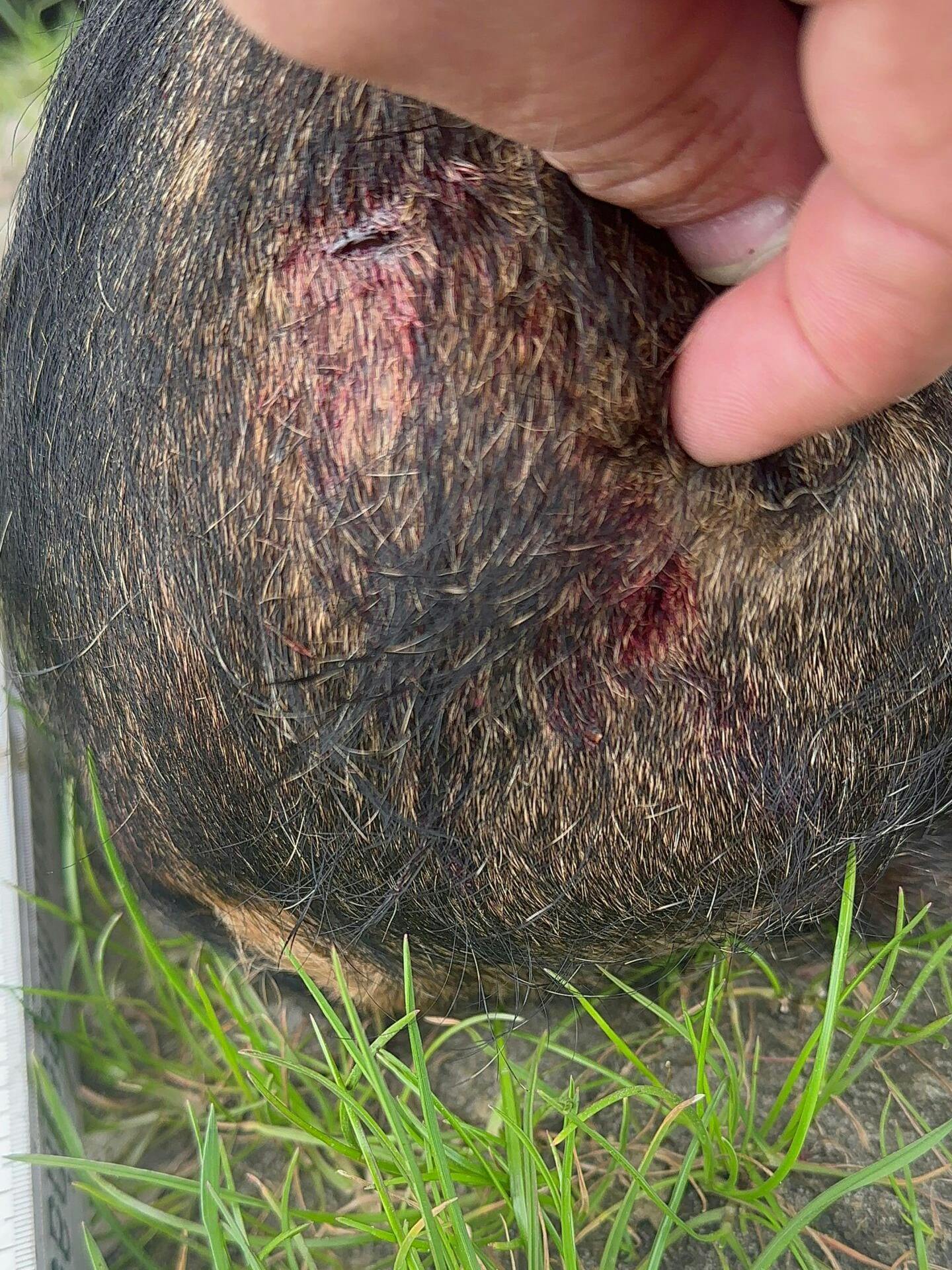 Dieses Foto zeigt die Verletzungen des Rauhaardackels nach dem Angriff durch einen Wolf.