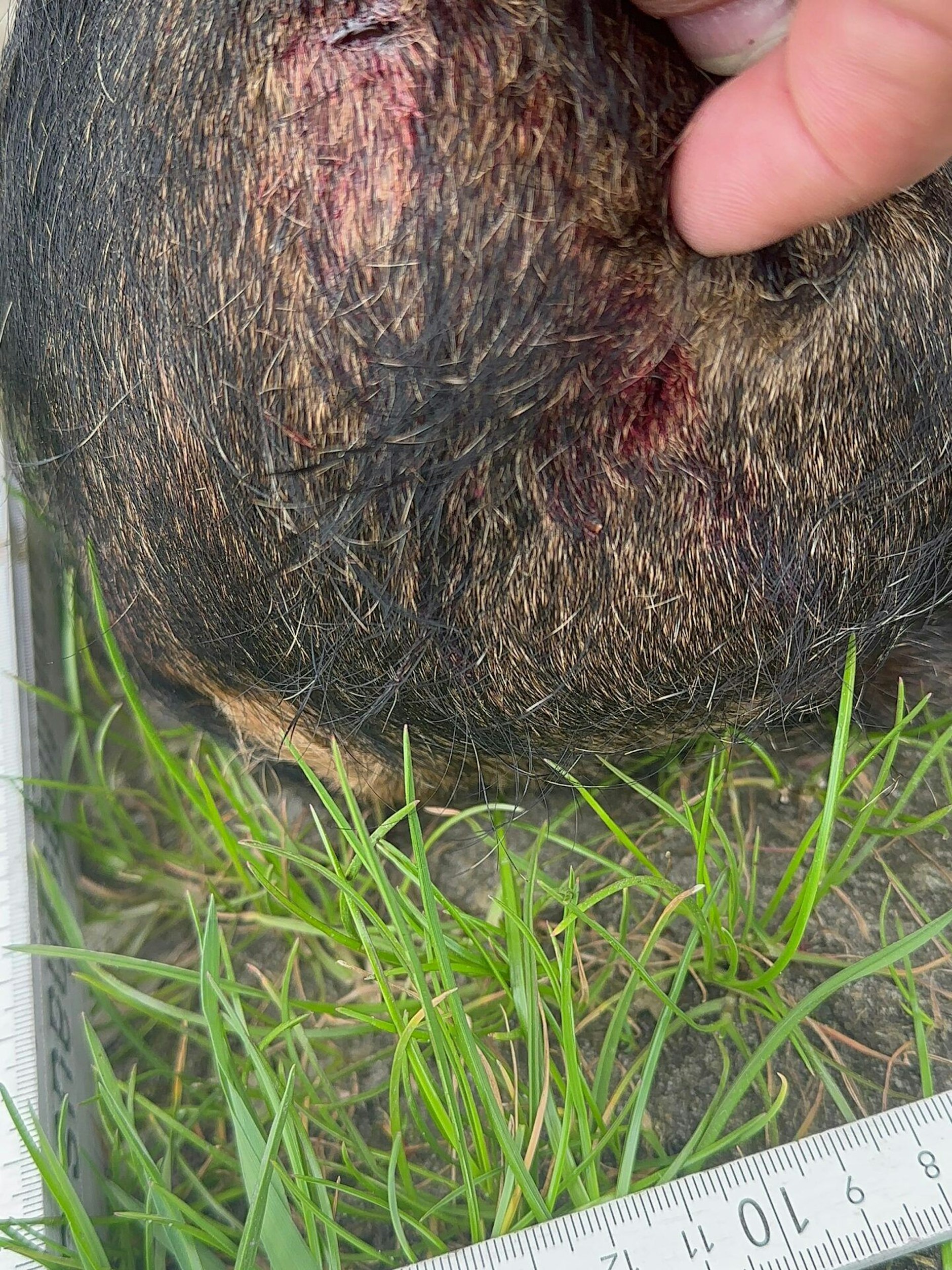 Dieses Foto zeigt die Verletzungen des Rauhaardackels nach dem Angriff durch einen Wolf.