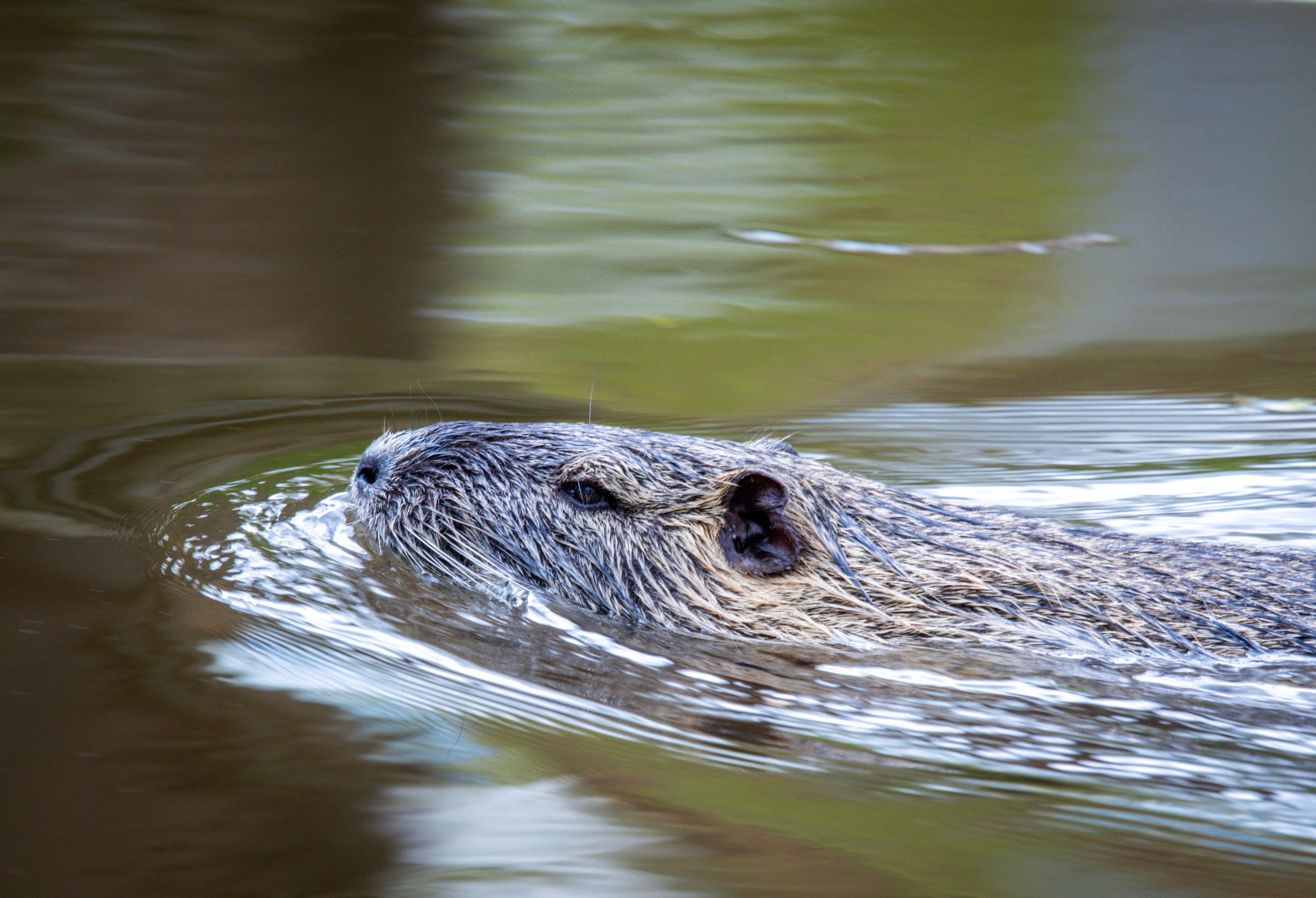 Image - Nachtzielgeräte, Lebendfallen: Wie Brandenburg Waschbär, Nutria und Bisamratte jagen will