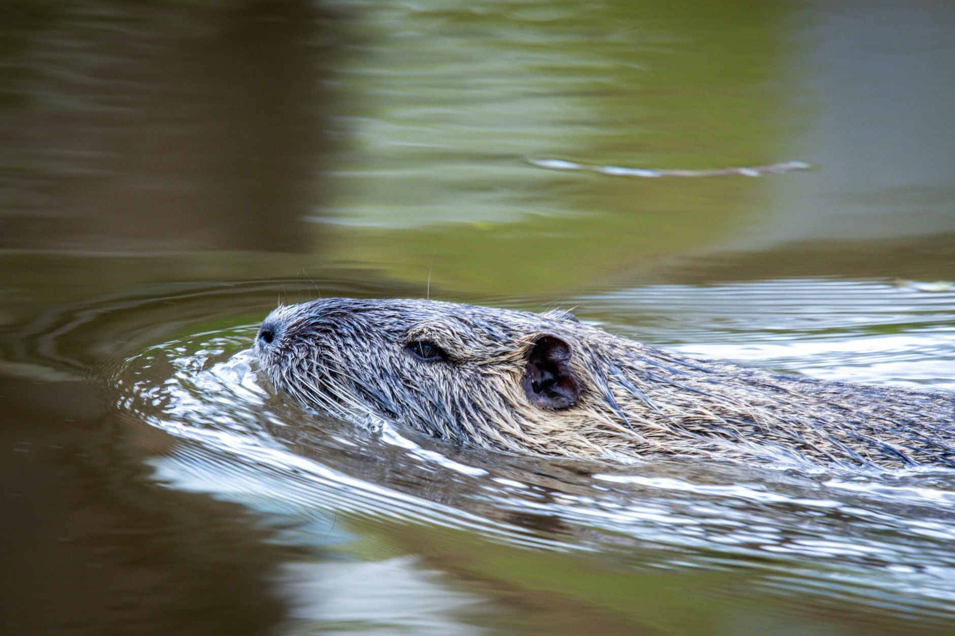 Eine Nutria schwimmt in einem Teich und sucht nach Futter. Die auch als Biberratten bezeichneten Tiere breiten sich immer weiter aus. Da sich die Tiere ganzjährig vermehren und schon im Alter von wenigen Monaten geschlechtsreif sind, nimmt die Zahl der eigentlich aus Südamerika stammenden Nutrias ständig zu.